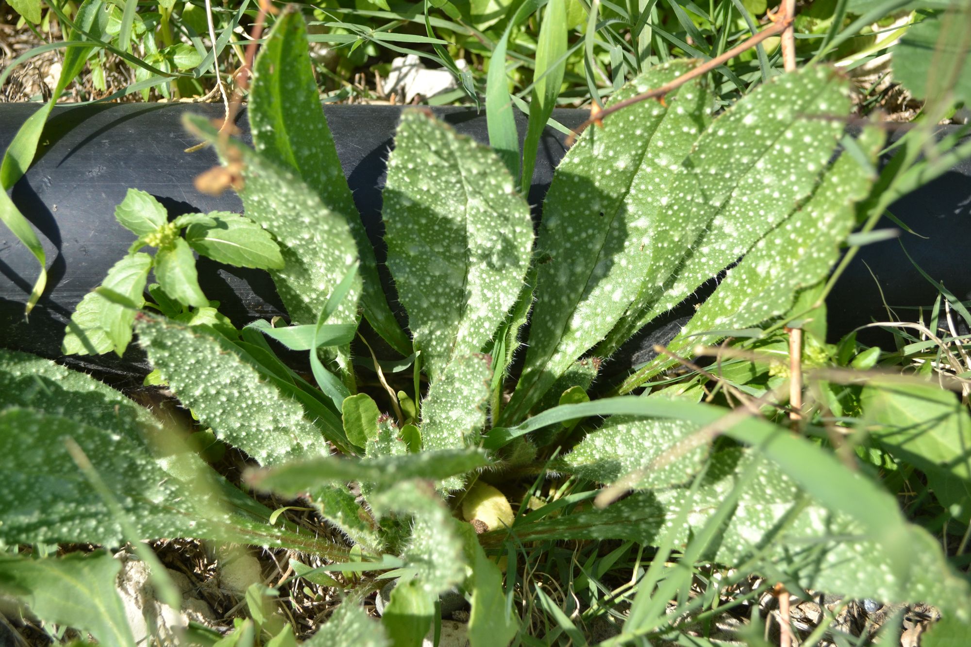 Egiptinis godas (Anchusa aegyptiaca)