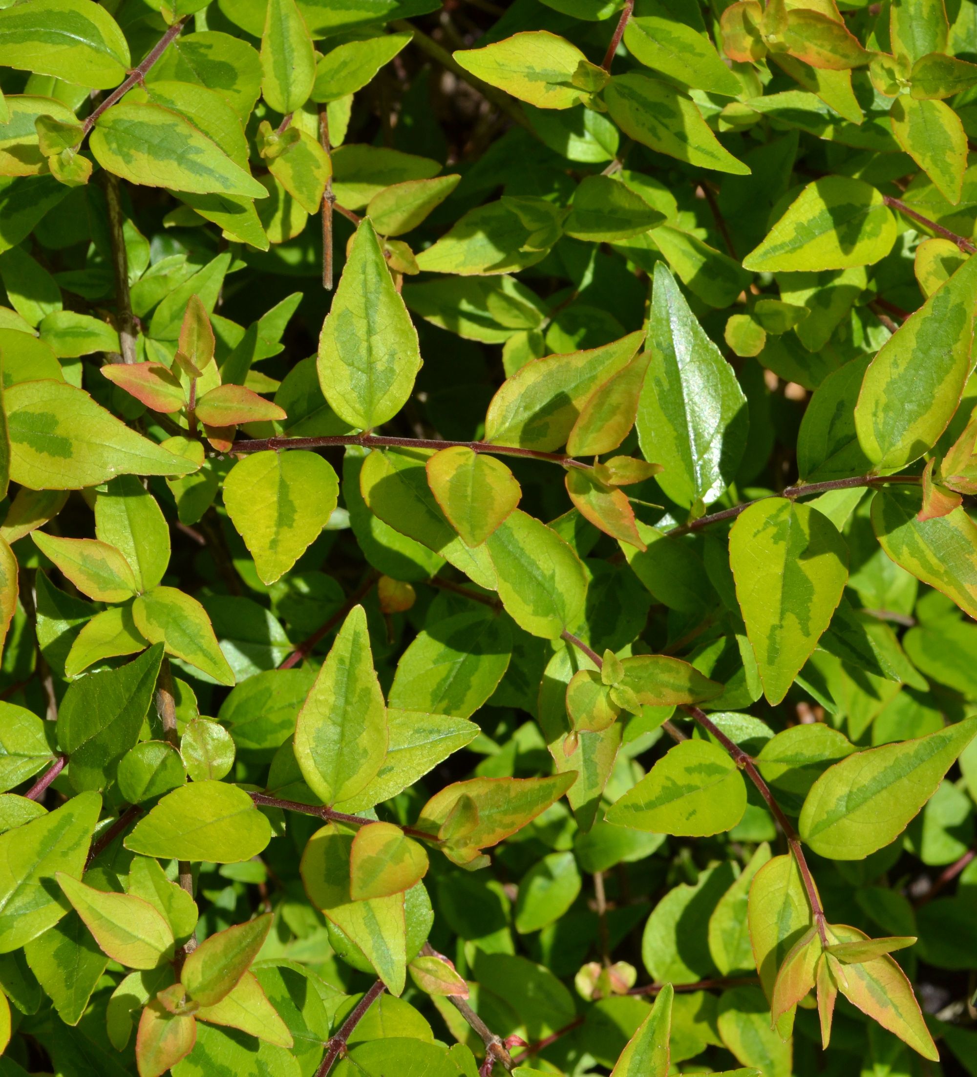 Stambiažiedis vytmenys 'Kaleidoscope' (Abelia x grandiflora)