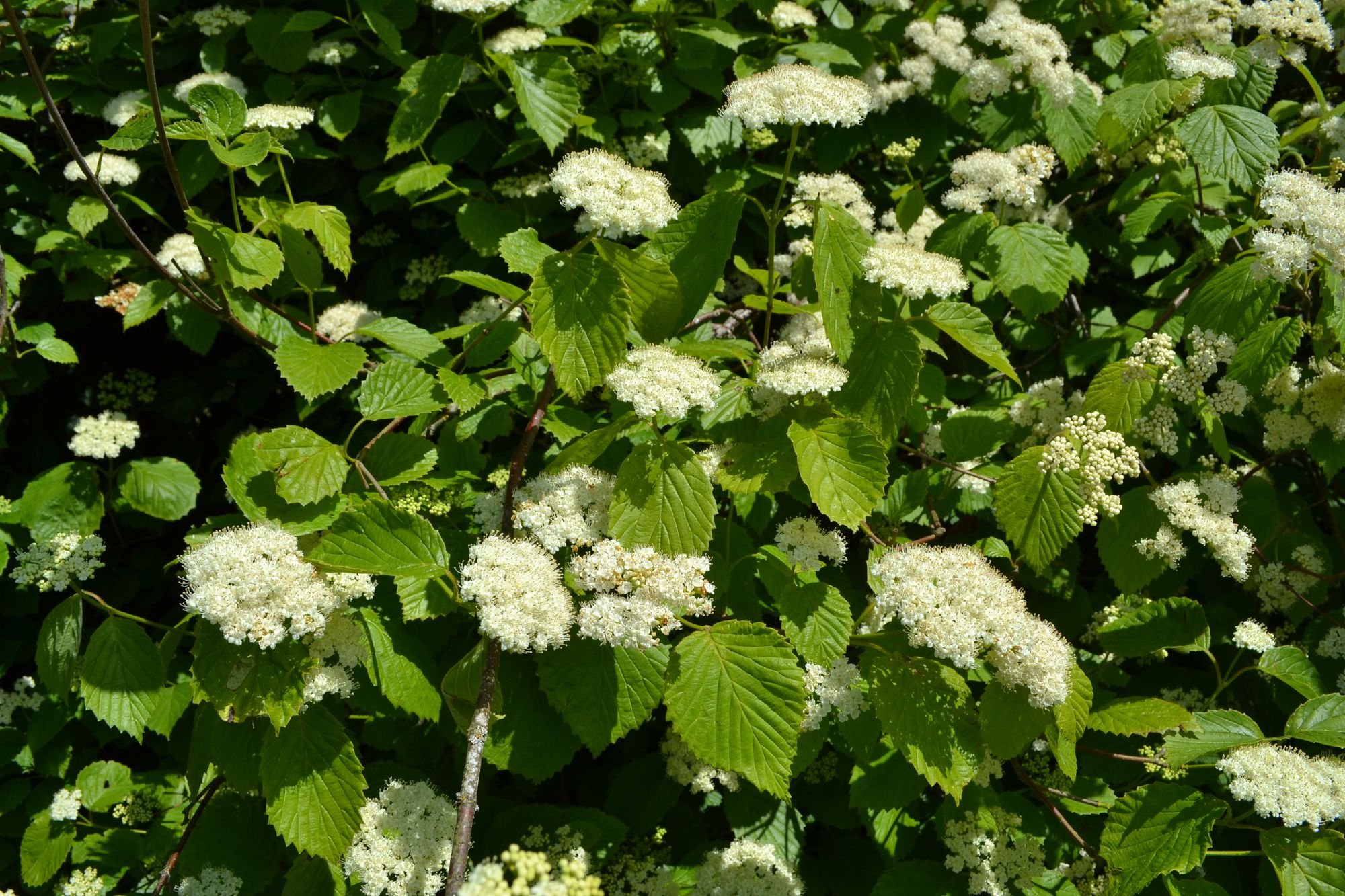Klostėtasis putinas (Viburnum plicatum)
