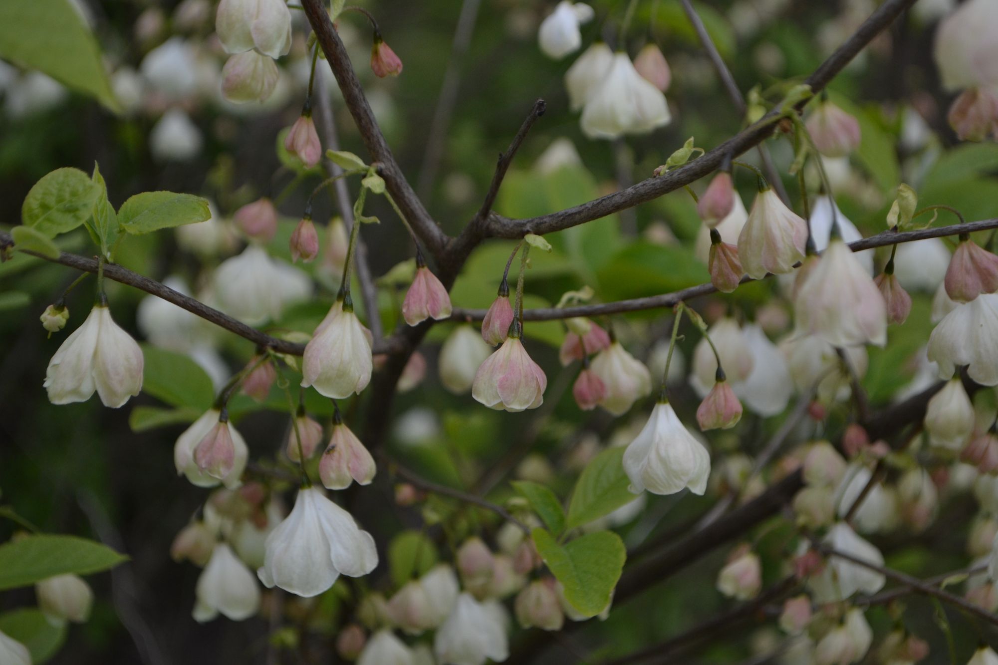 Smulkiažiedis skambenis (Halesia carolina)