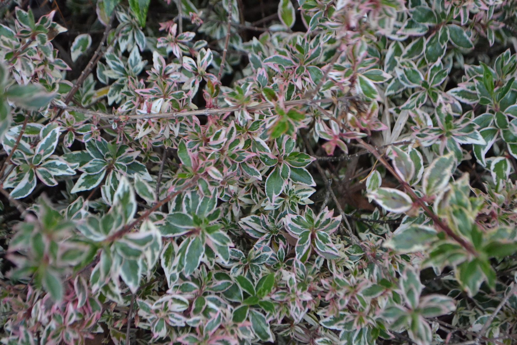 Stambiažiedis vytmenys 'Conti' (Abelia x grandiflora)