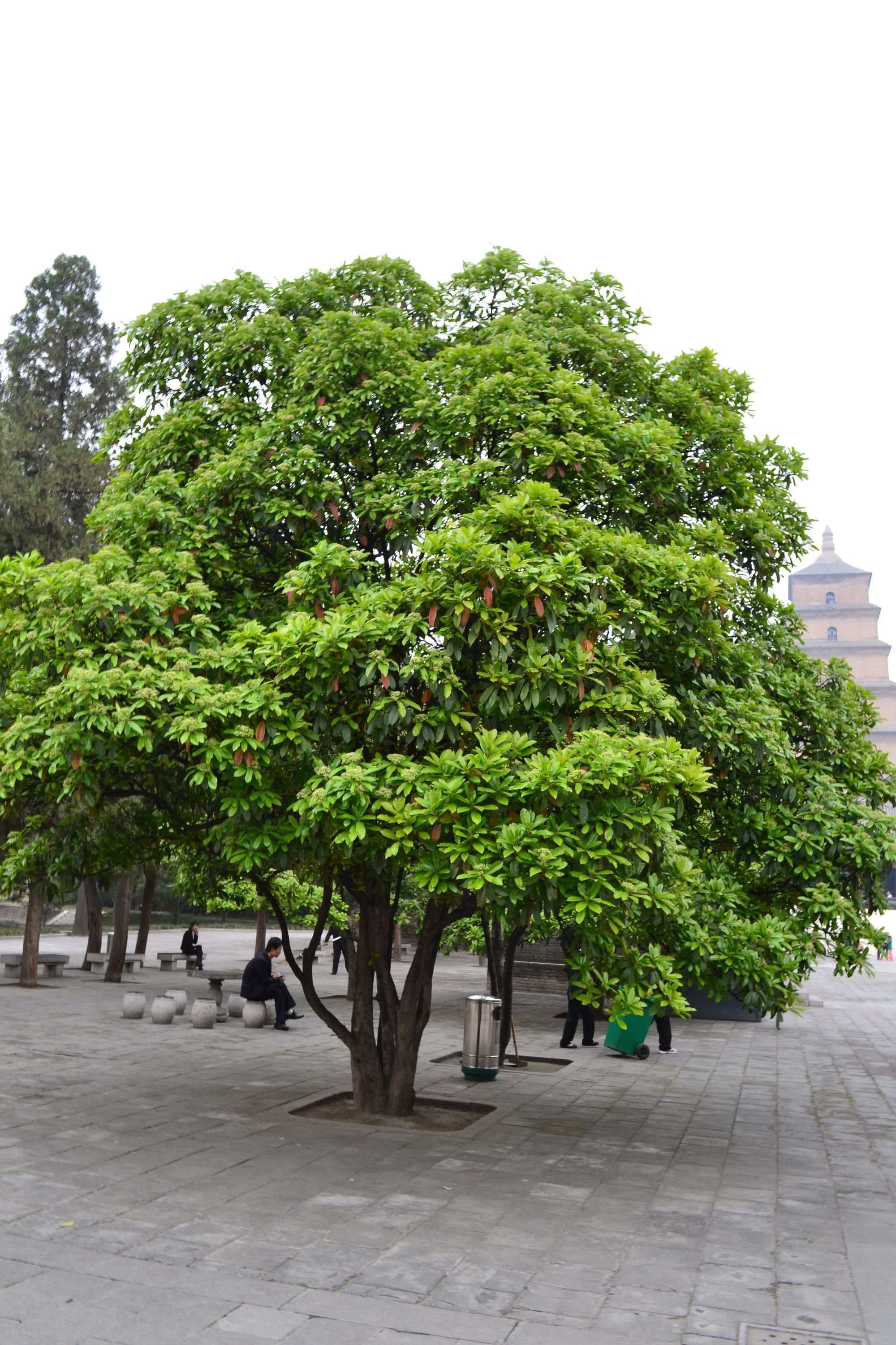 Dantylapė fotinija (Photinia serratifolia)