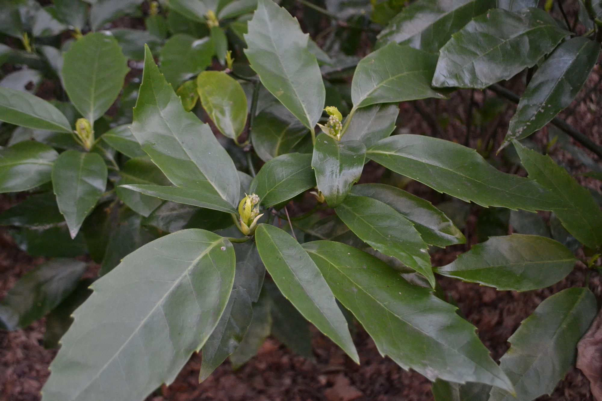 Japoninė aukuba (Aucuba japonica)