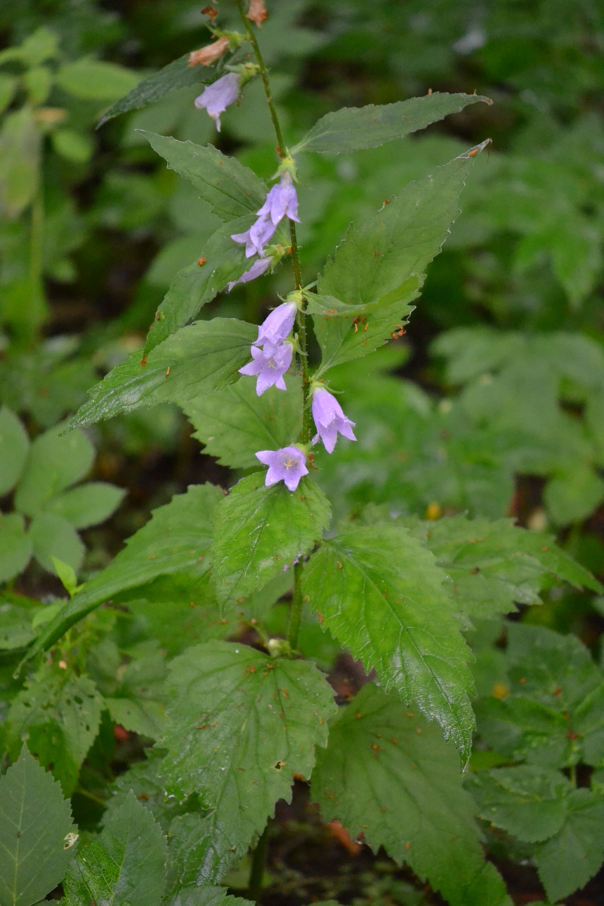 Dilgialapis katilėlis (Campanula trachelium)