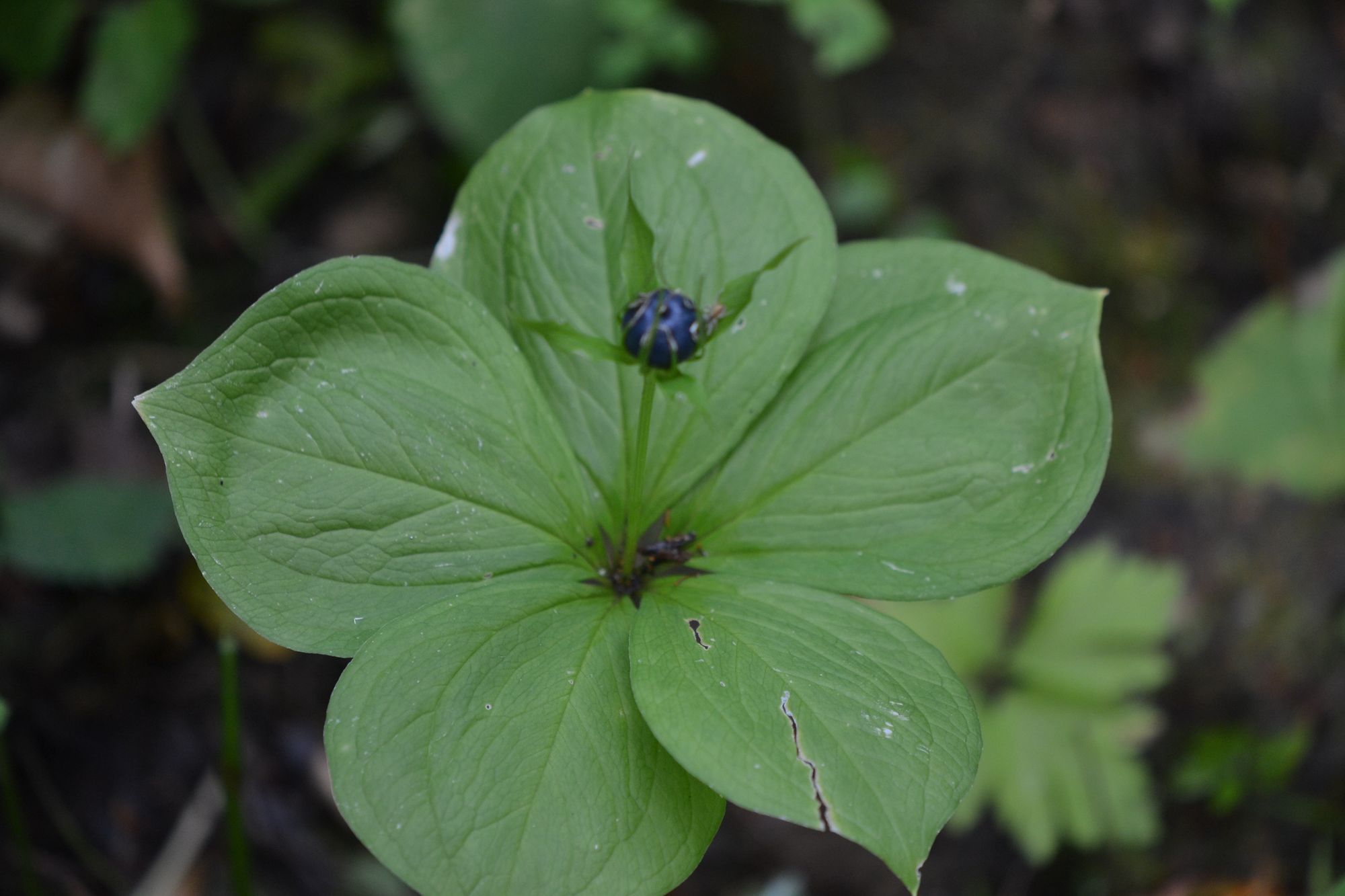 Keturlapė vilkauogė (Paris quadrifolia)