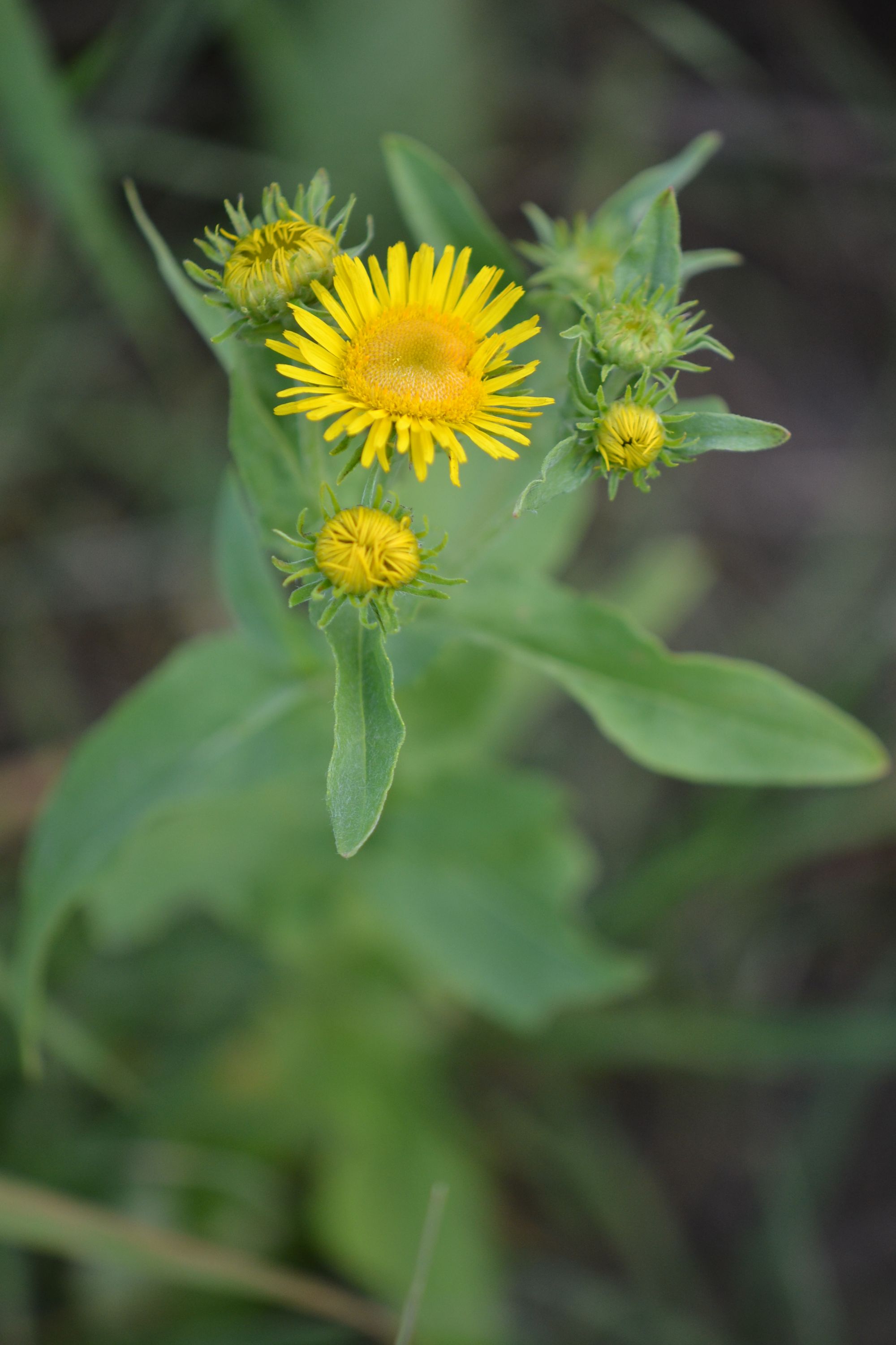 Pakrantinis debesylas (Pentanema britannica, syn. Inula britannica)