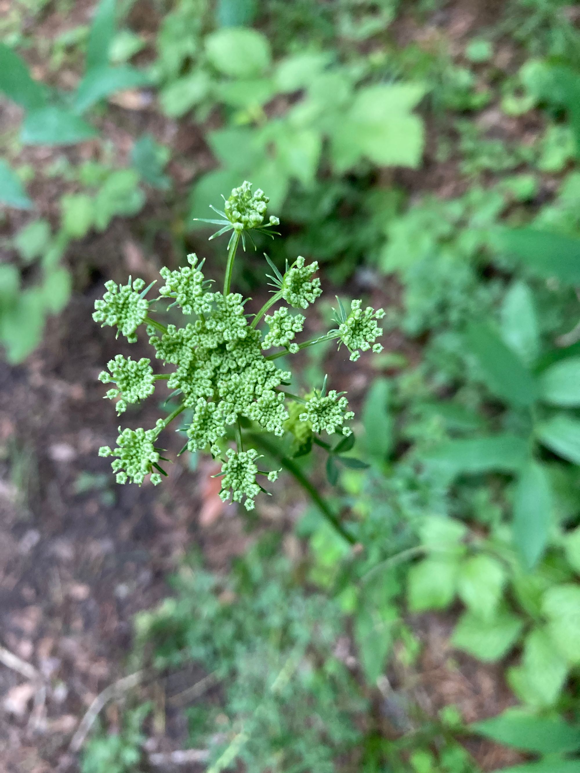 Šilinis saliavas (Peucedanum oreoselinum)