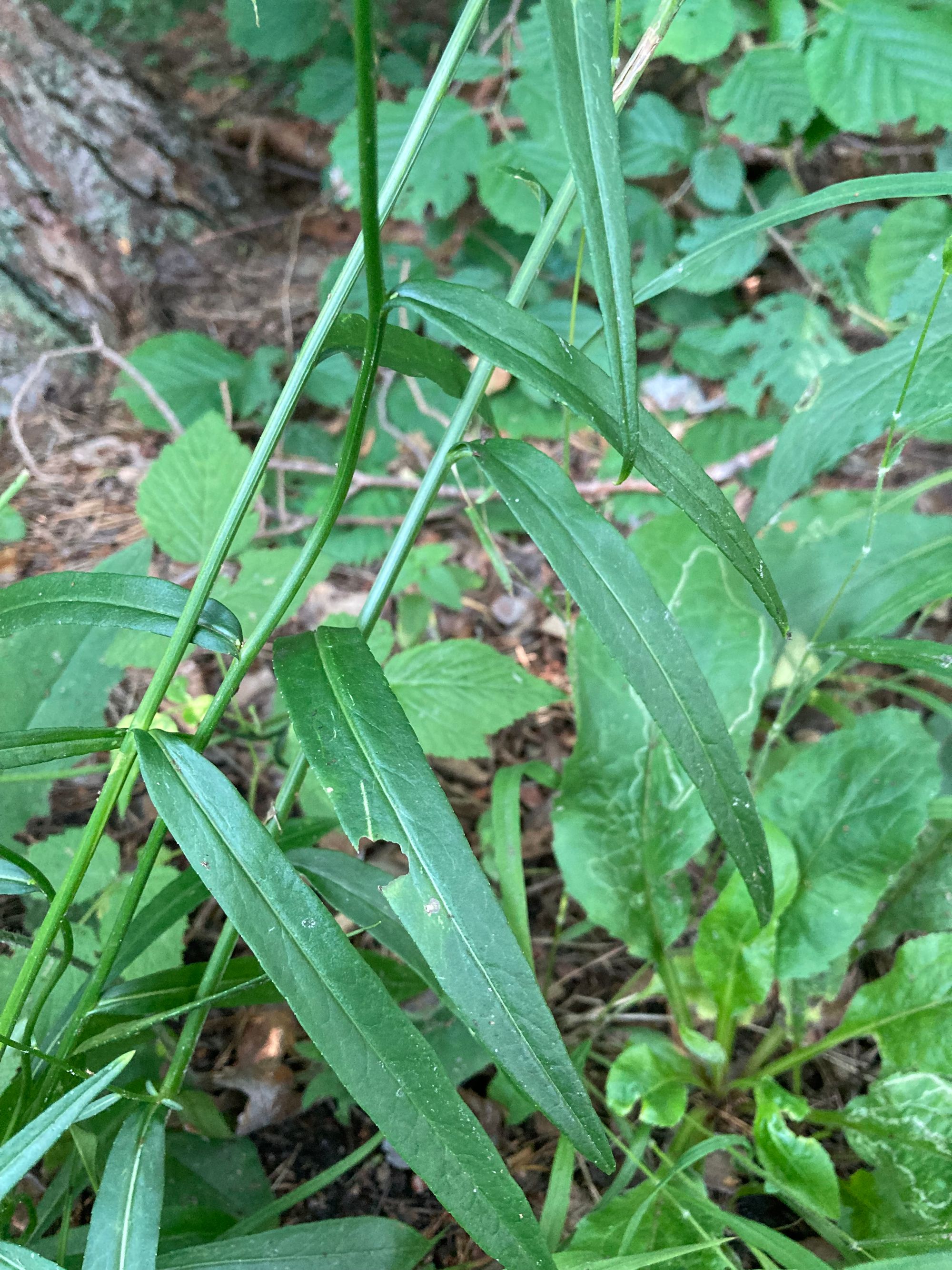 Didžiažiedis katilėlis (Campanula persicifolia)