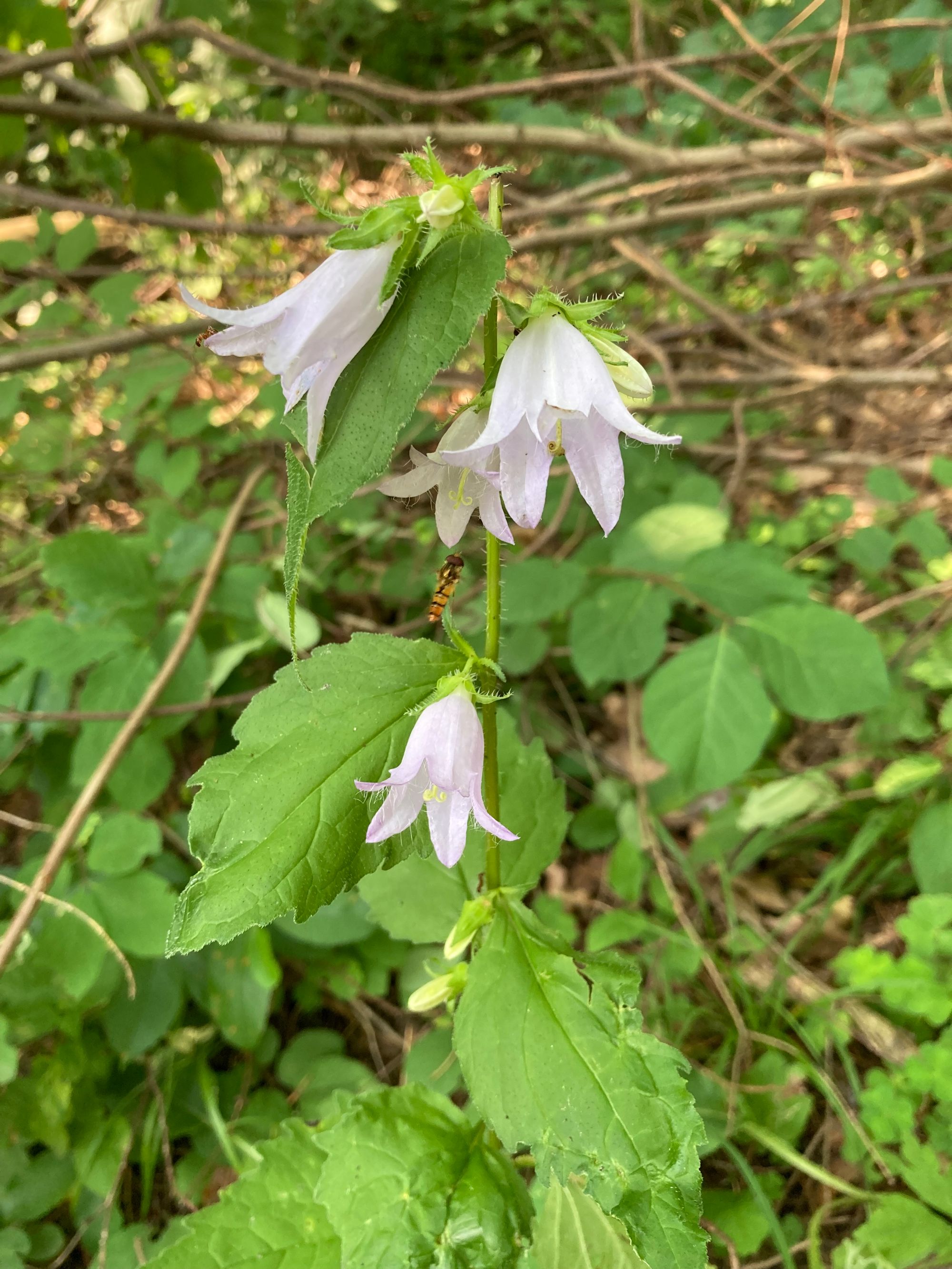 Dilgialapis katilėlis (Campanula trachelium)