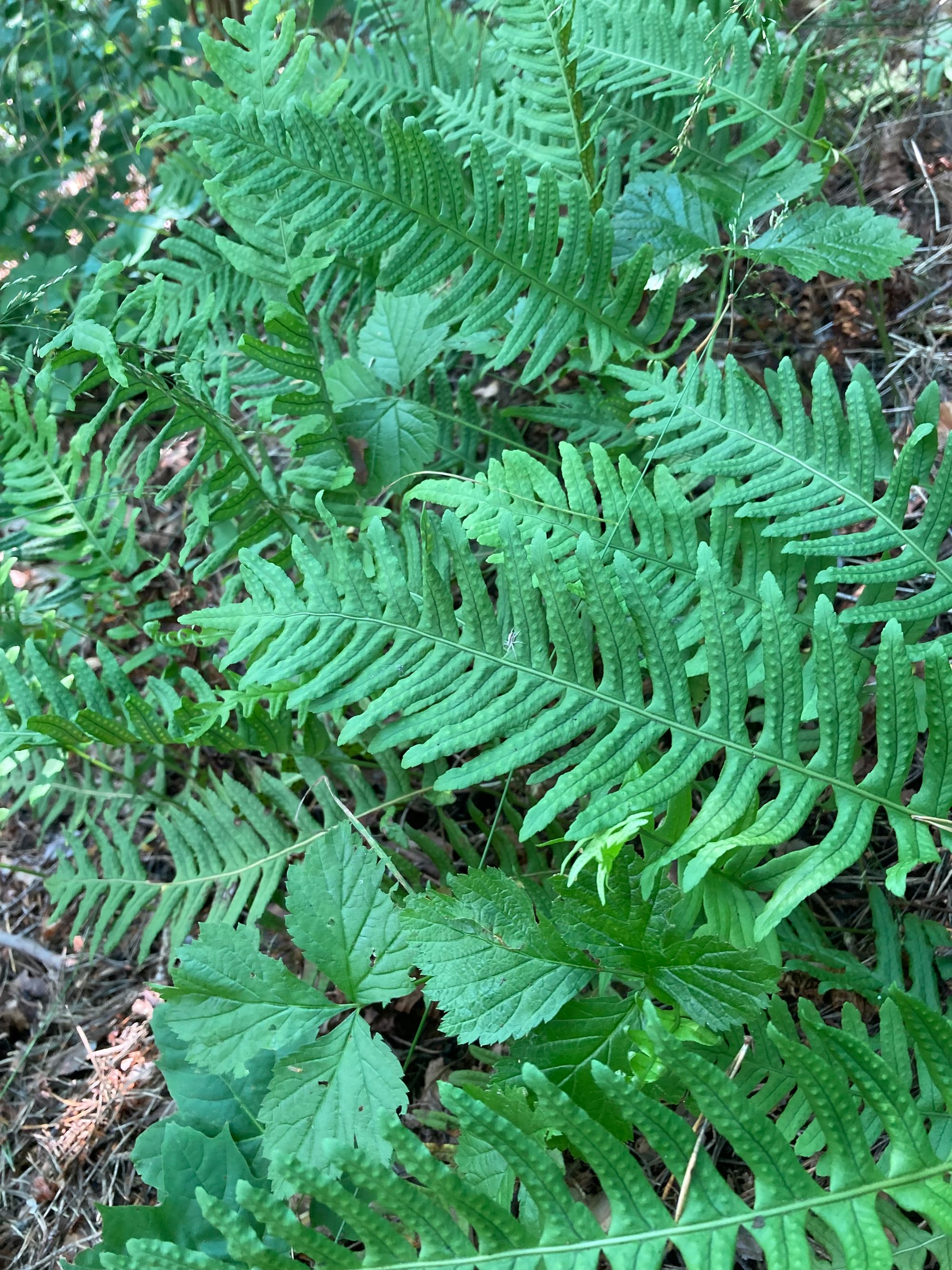 Paprastoji šertvė (Polypodium vulgare)