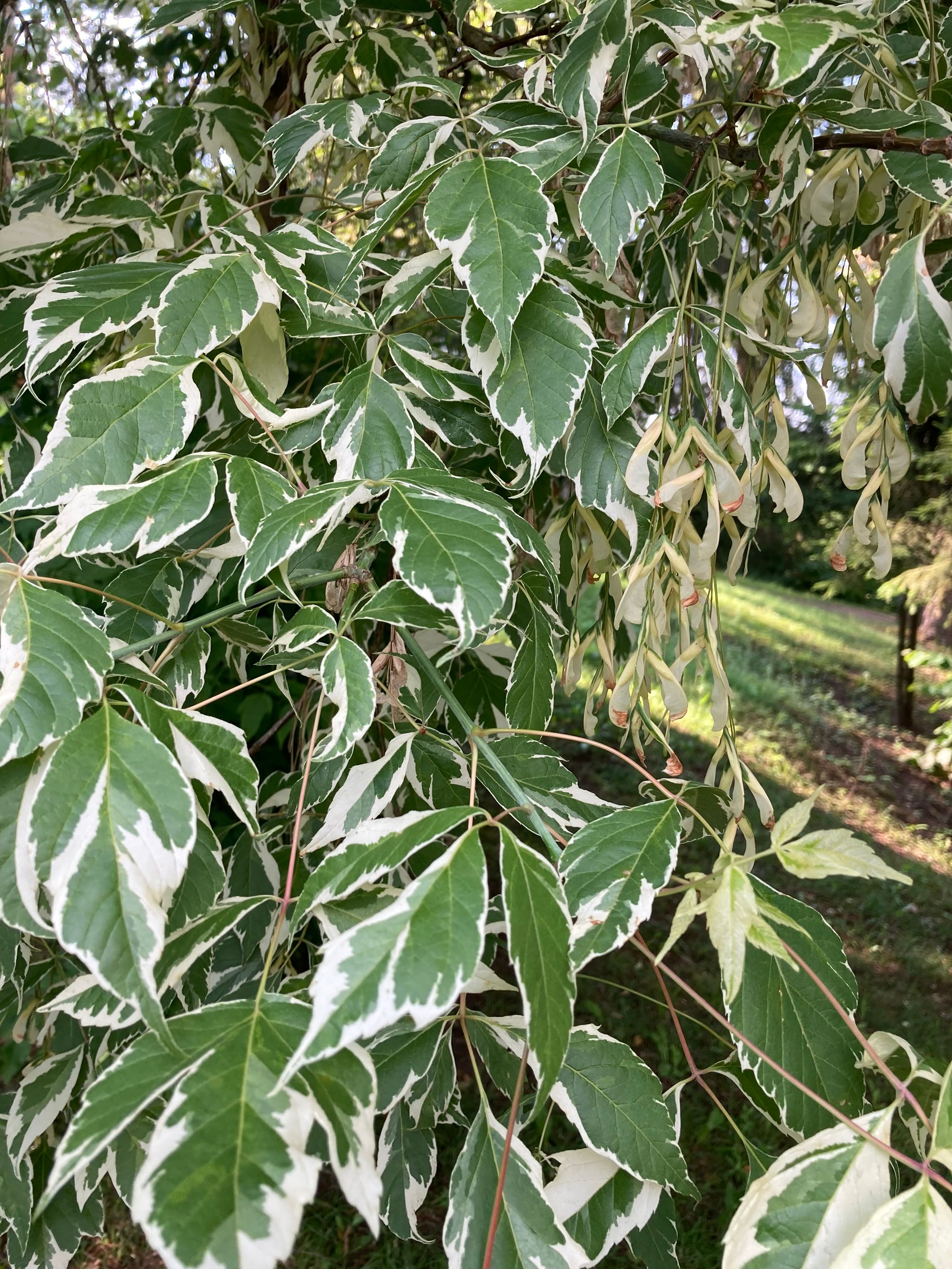 Uosialapis klevas 'Variegata' (Acer negundo)