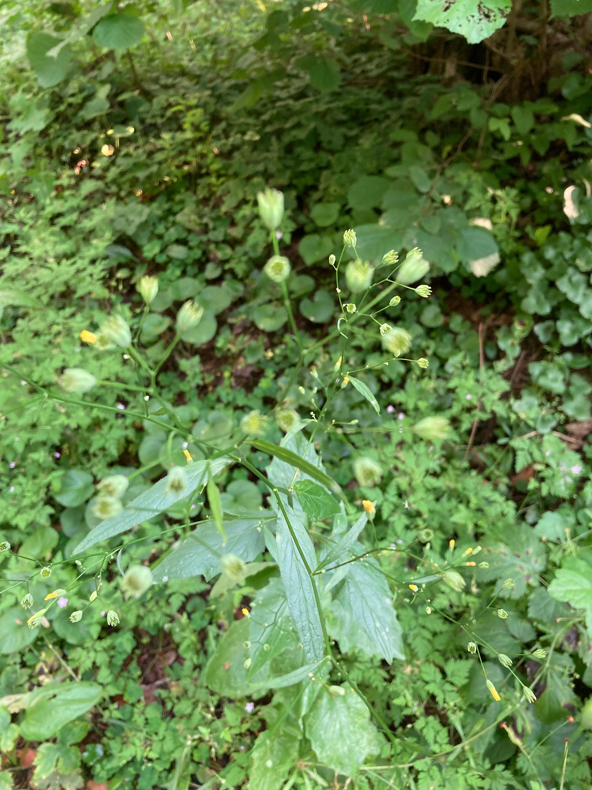 Paprastoji gaiva (Lapsana communis)