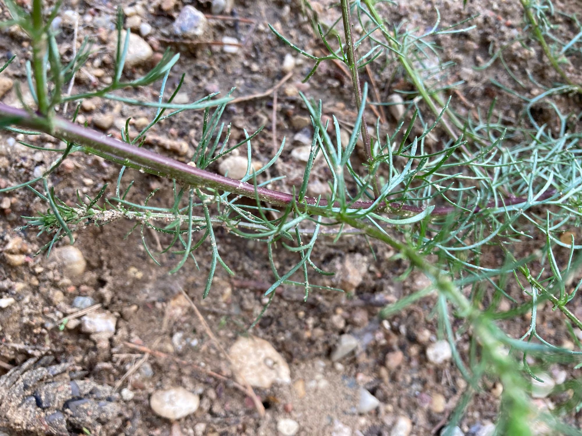 Dirvoninis kietis (Artemisia campestris)