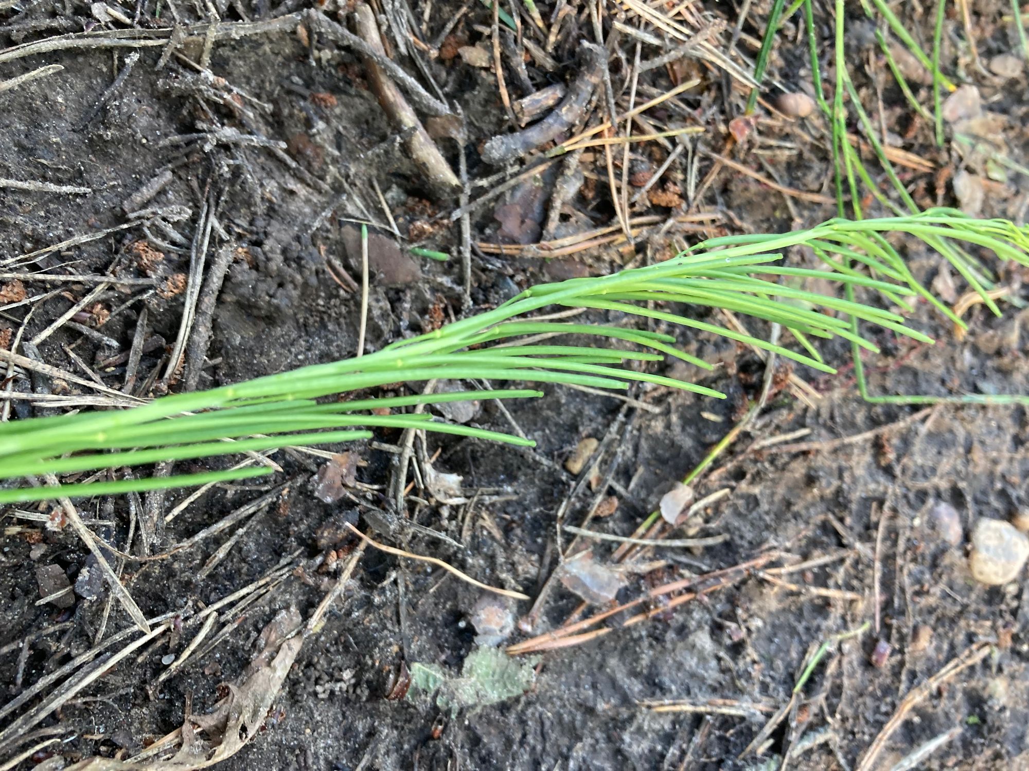 Glotnioji bokštytė (Turritis glabra, syn. Arabis glabra)