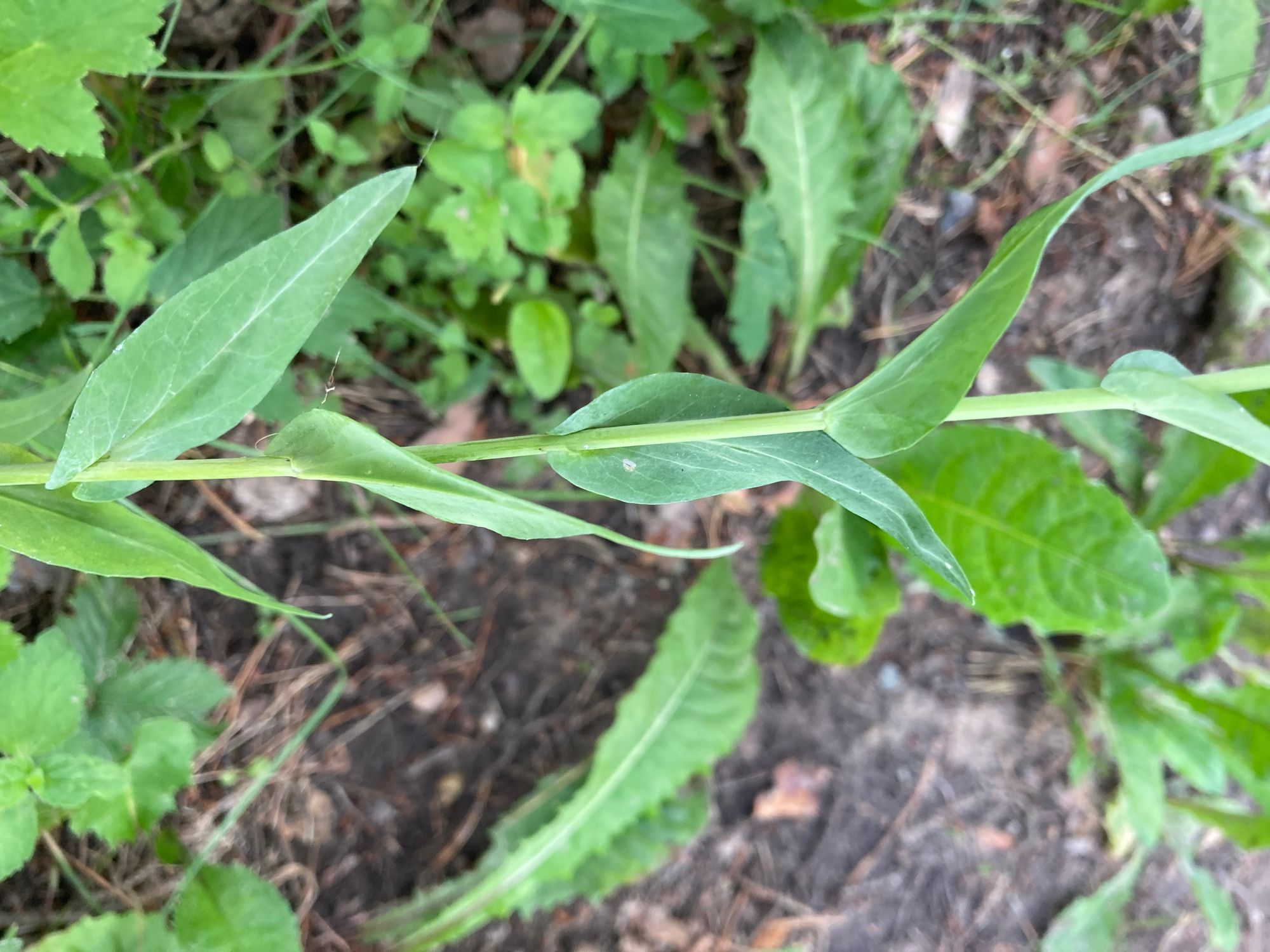 Glotnioji bokštytė (Turritis glabra, syn. Arabis glabra)