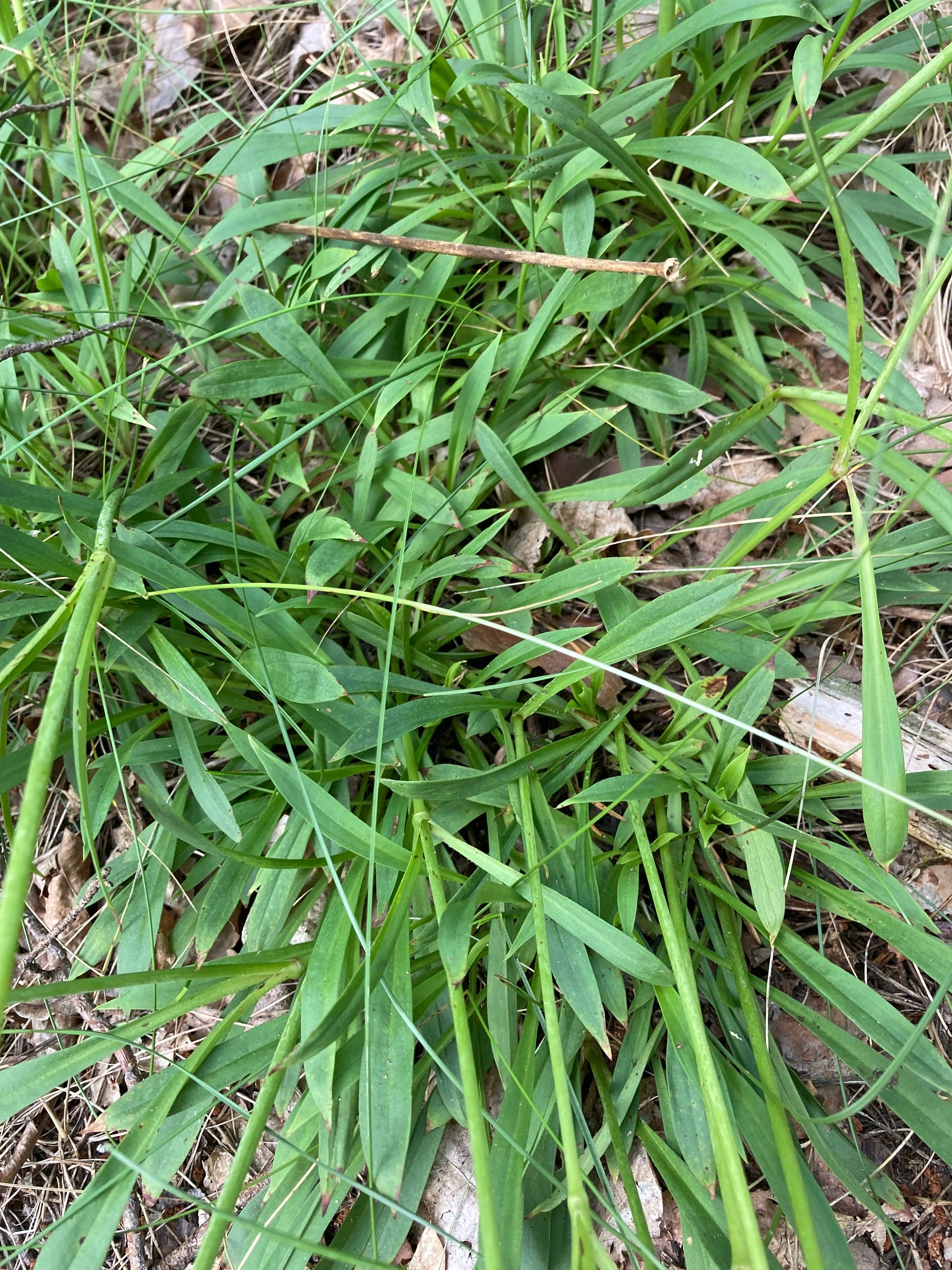 Paprastoji smaliukė (Viscaria vulgaris, syn. Lychnis viscaria)