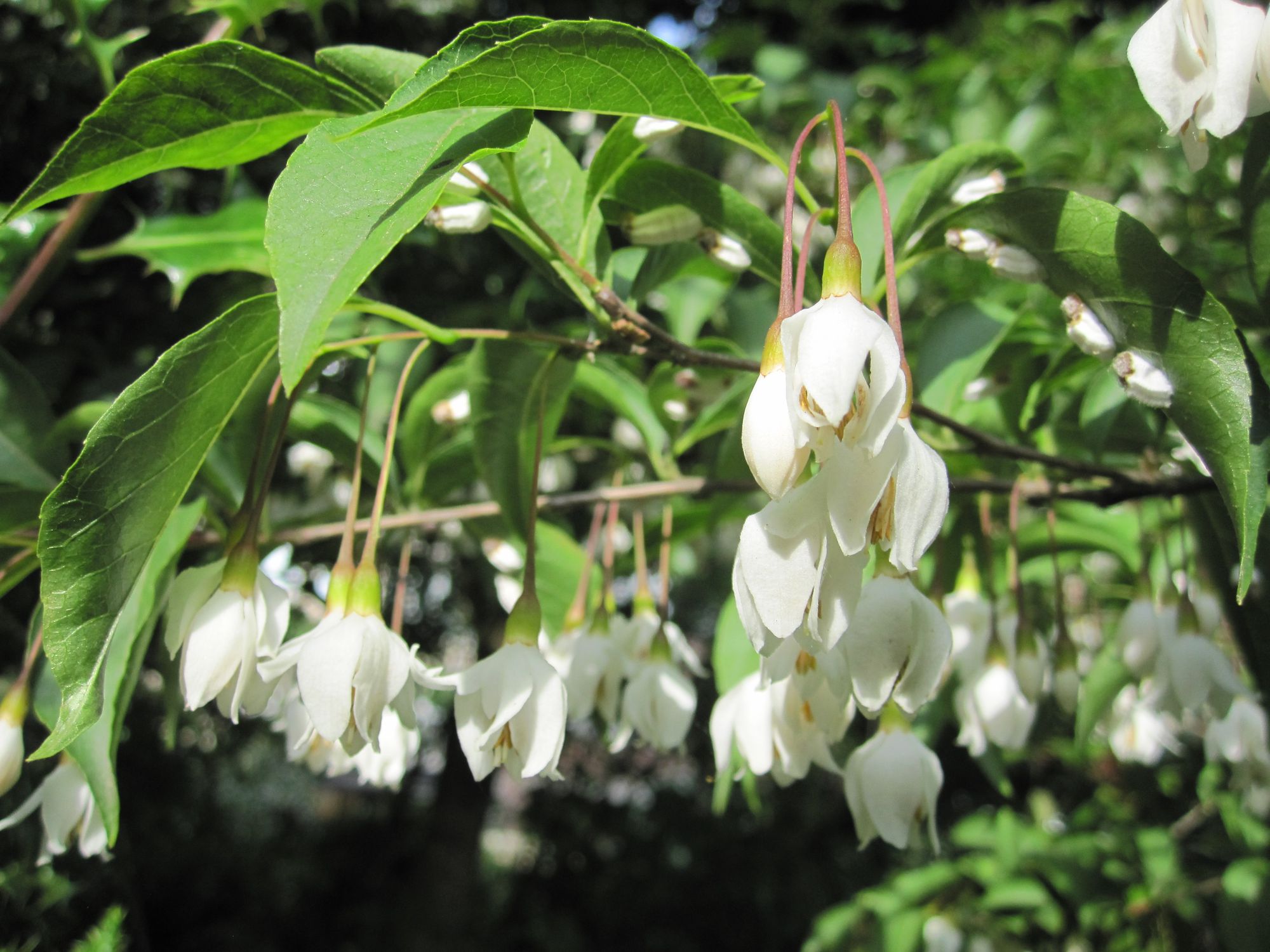Japoninis stirakas (Styrax japonicus)
