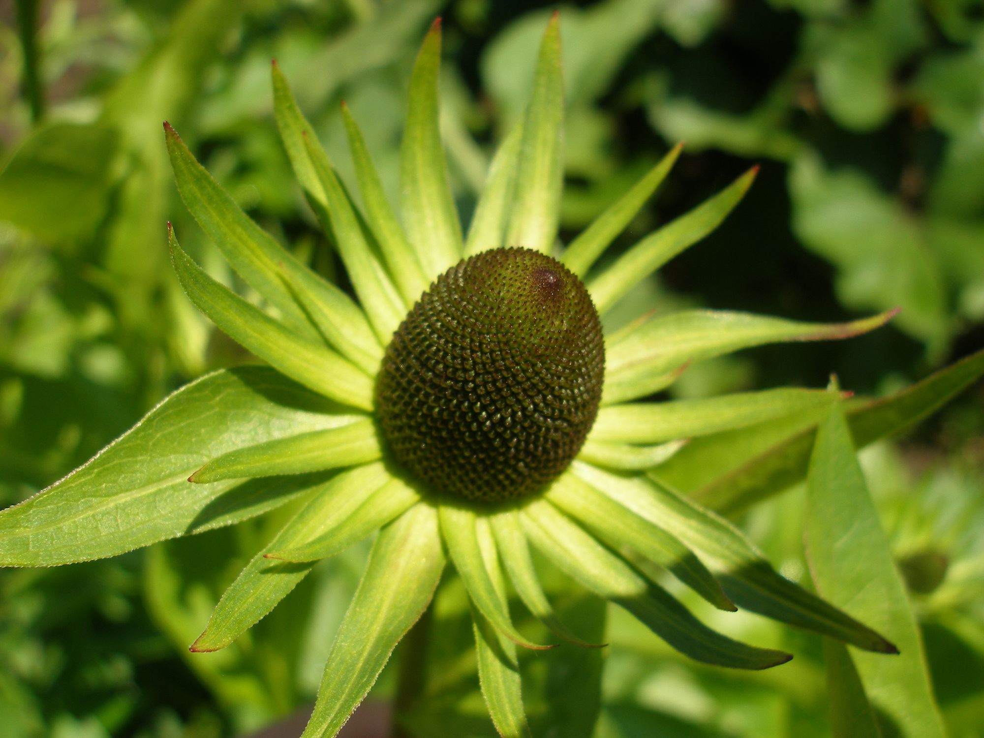 Vakarinė rudbekija 'Green Wizard' (Rudbeckia occidentalis)