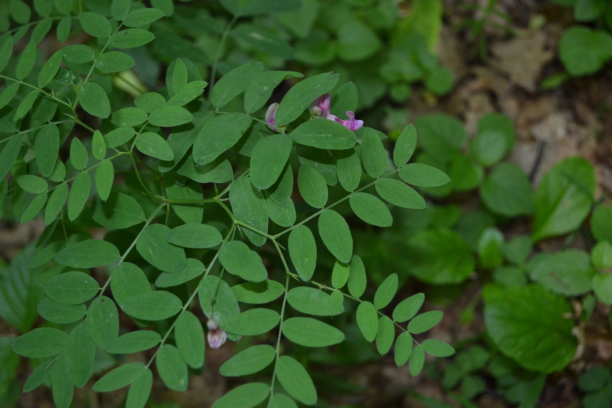 Saldžiašaknis pelėžirnis, sėklos (Lathyrus niger)