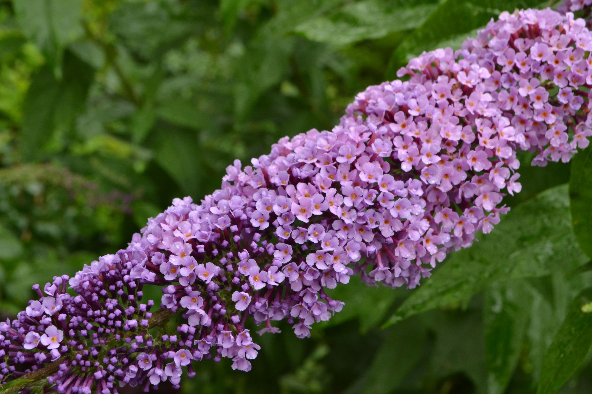 Davido budlėja (Buddleja davidii)