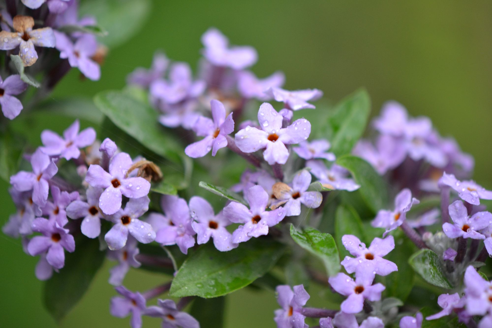 Pražangialapė budlėja (Buddleja alternifolia)