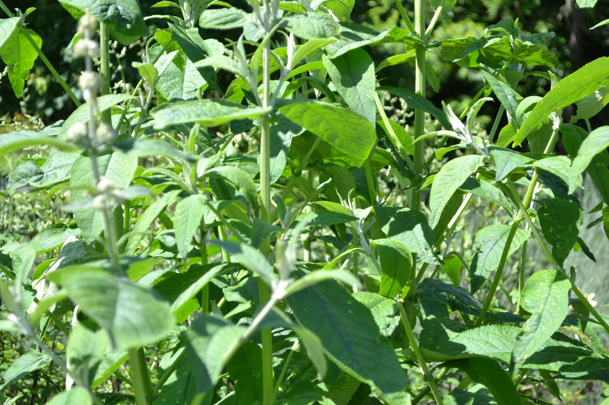 Gelsvoji budlėja 'Honeycomb' (Buddleja x weyeriana)