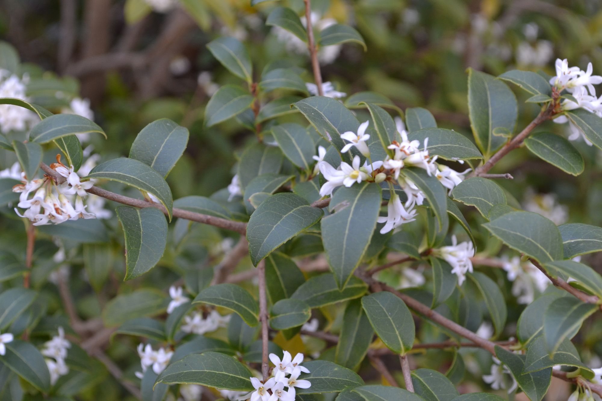 Puošnioji kvepenė (Osmanthus fragrans)