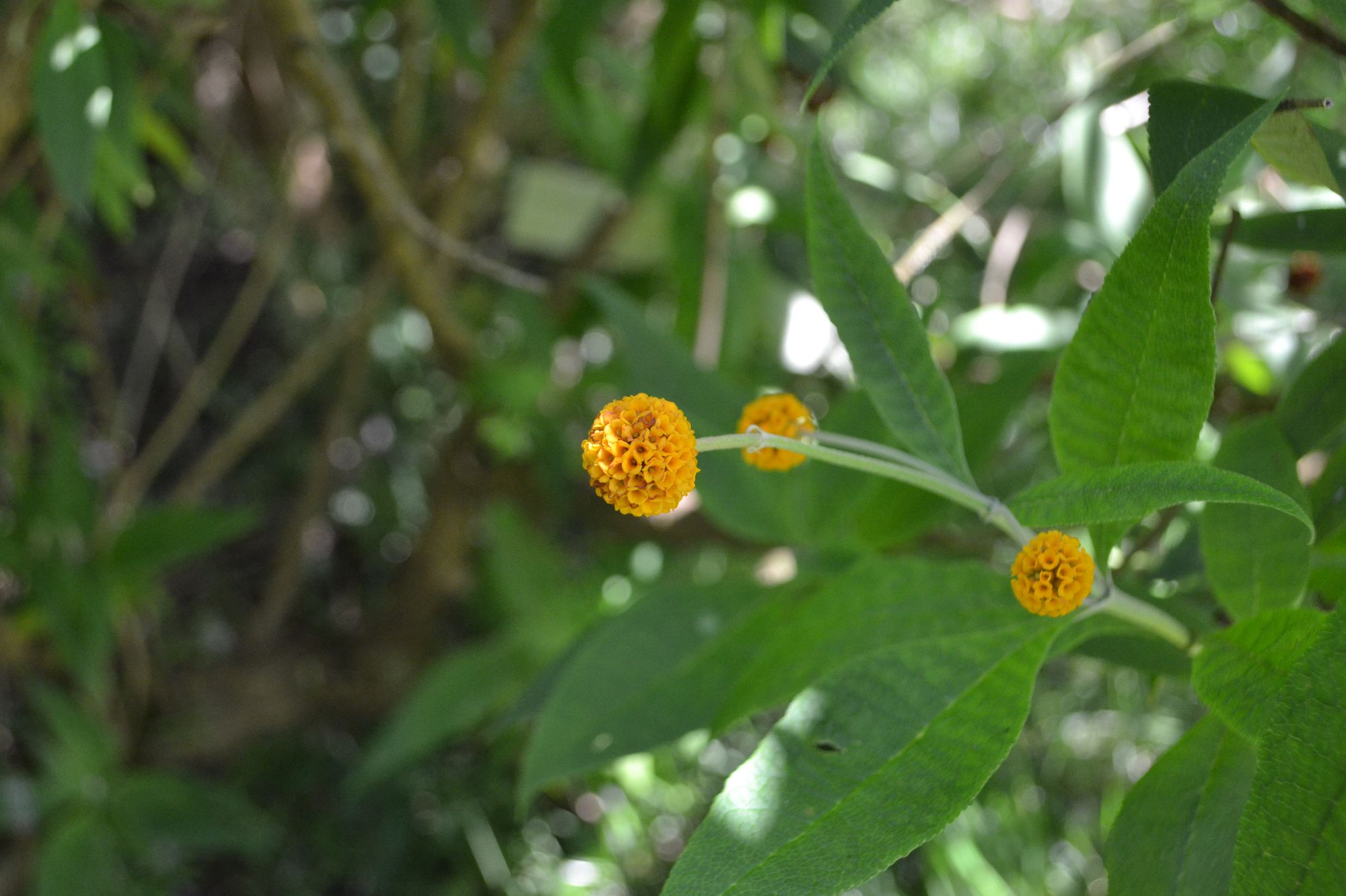 Rutulinė budlėja (Buddleja globosa)