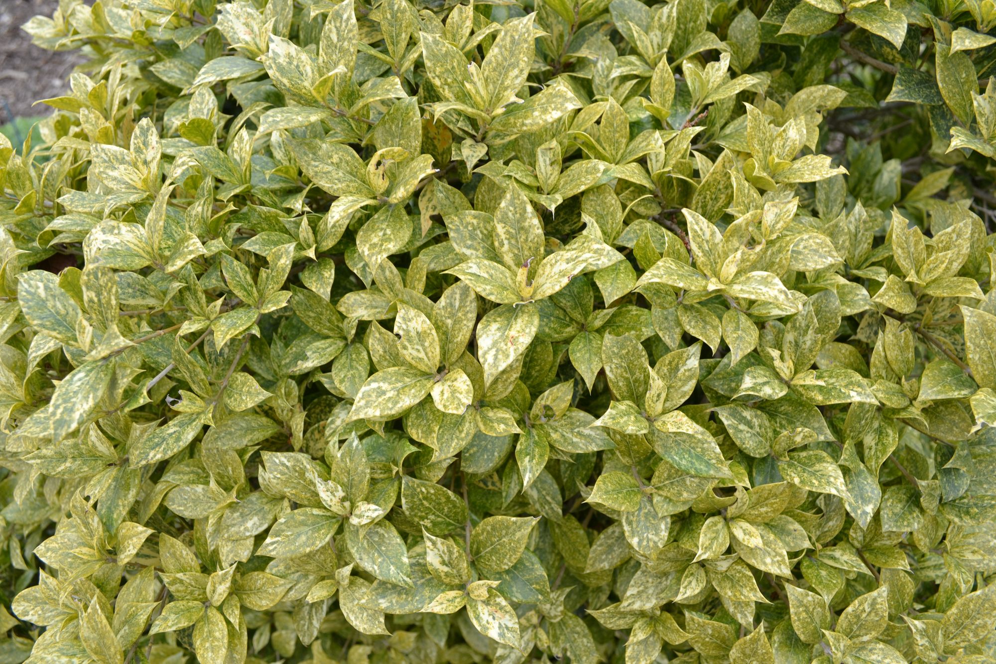 Bugieninė kvepenė 'Goshiki' (Osmanthus heterophyllus)