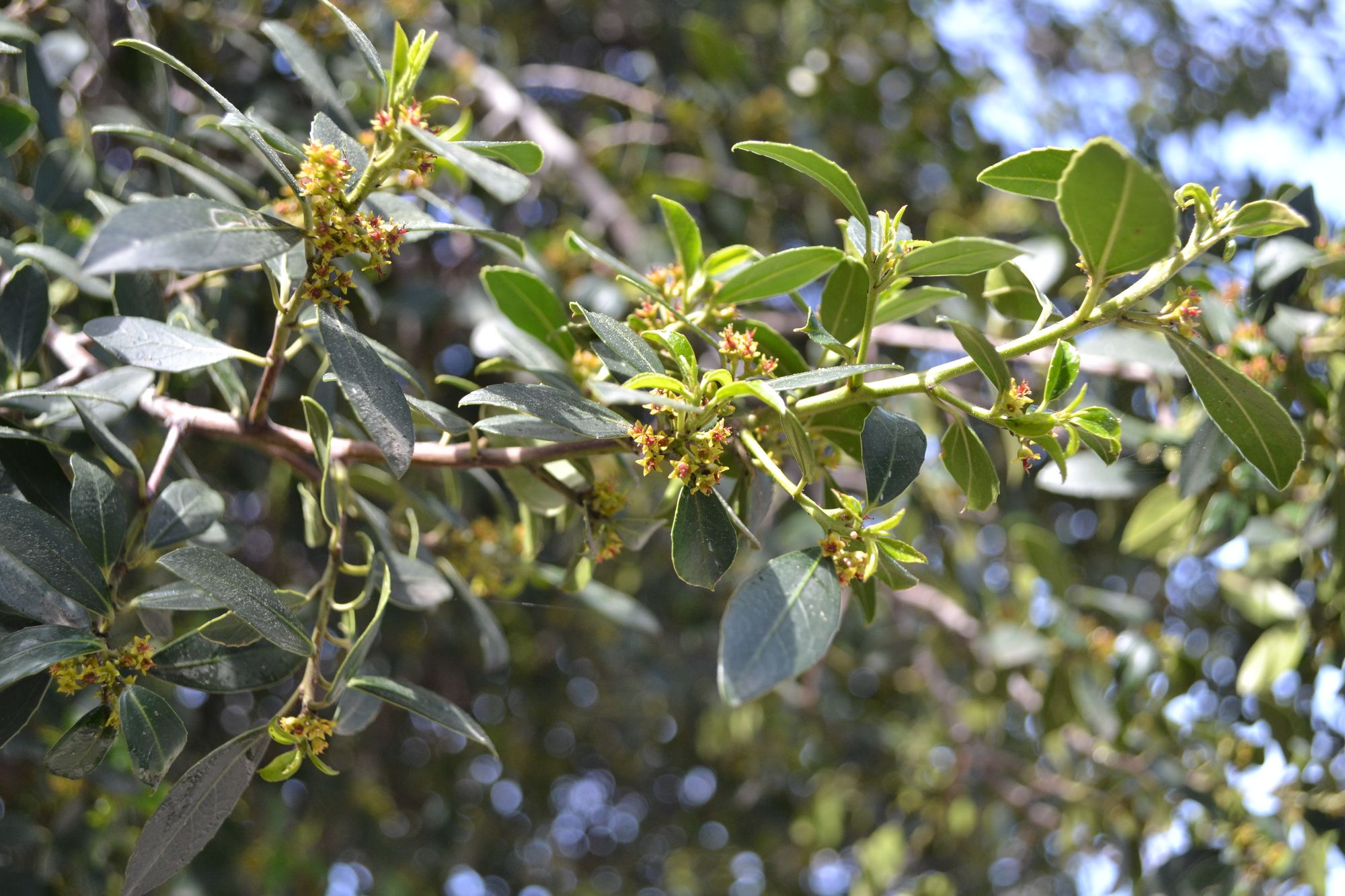 Italinė šunobelė (Rhamnus alaternus)