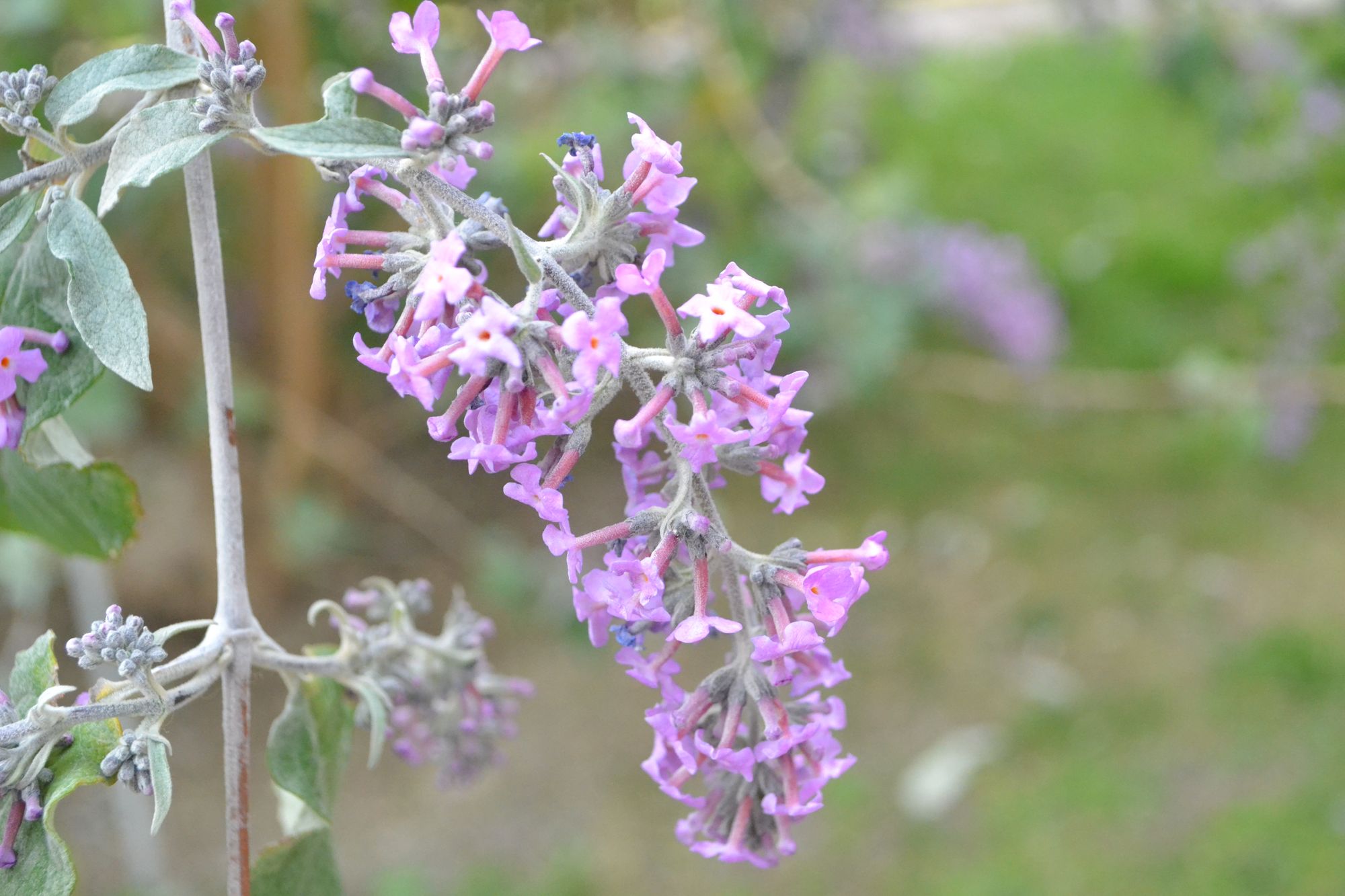 Budlėja 'Bel Argent' (Buddleja)