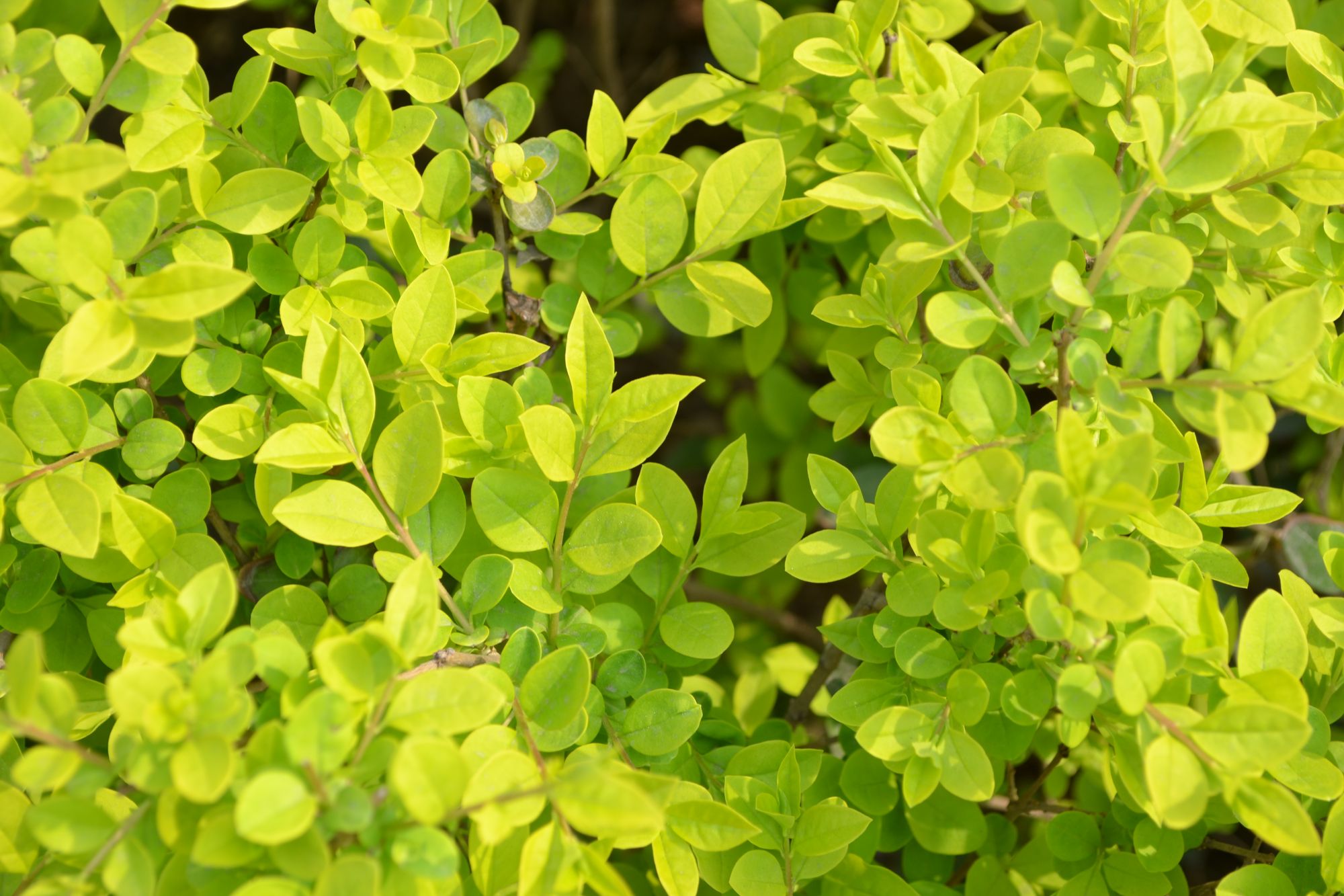 Kiaušininis ligustras (Ligustrum ovalifolium)