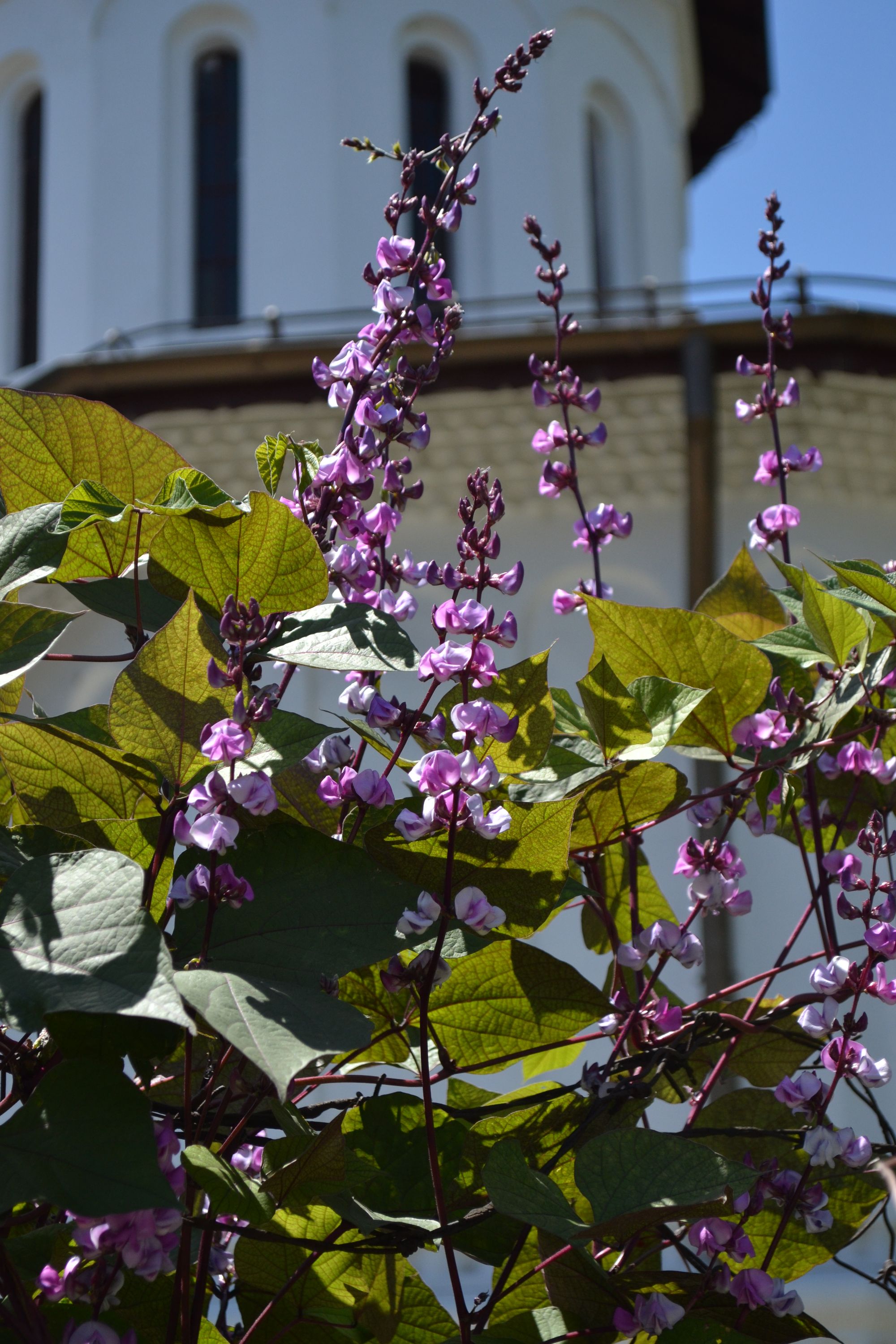 Egiptinė lobija (Lablab purpureus)
