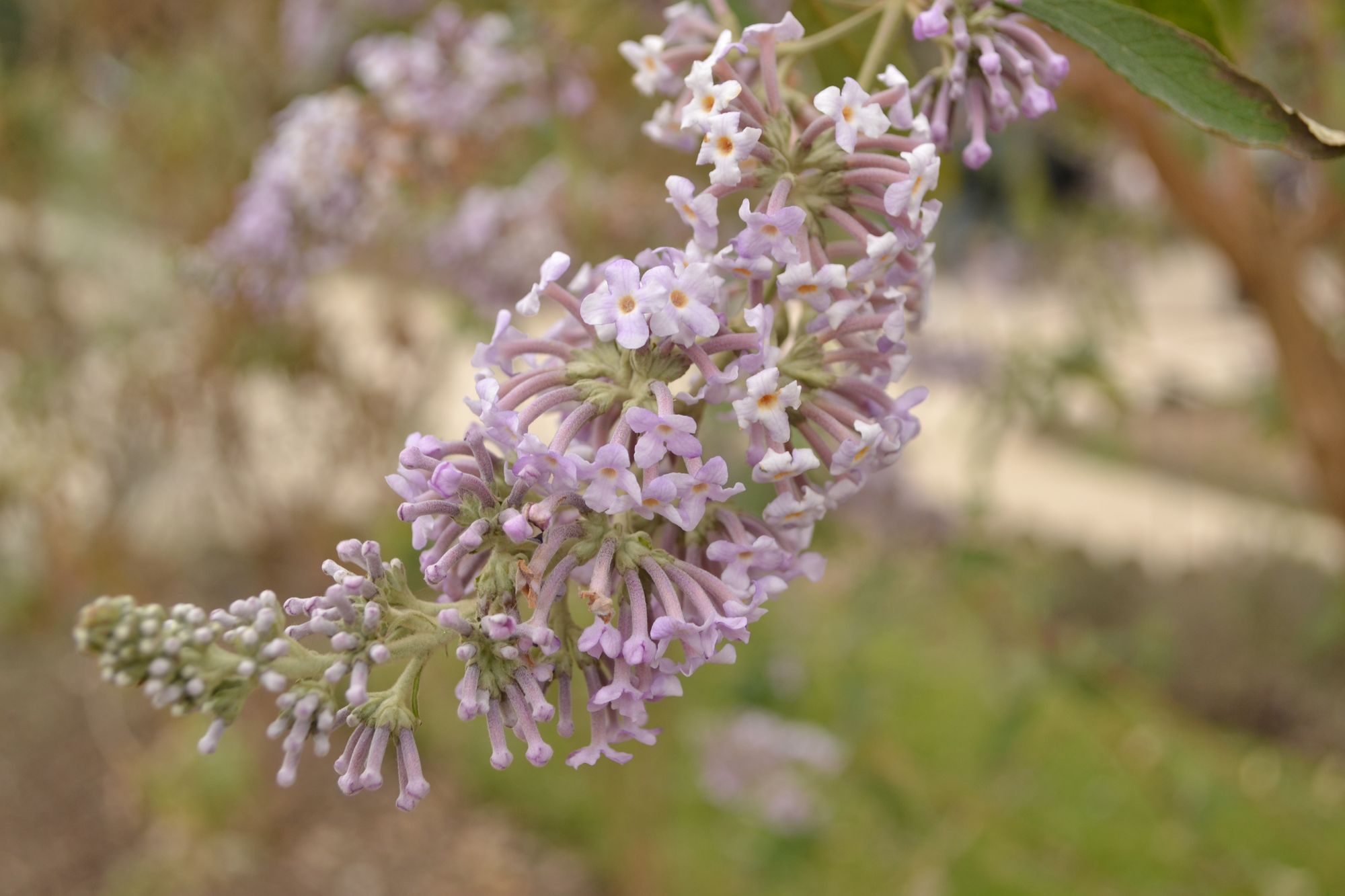 Vaistinė budlėja (Buddleja officinalis)