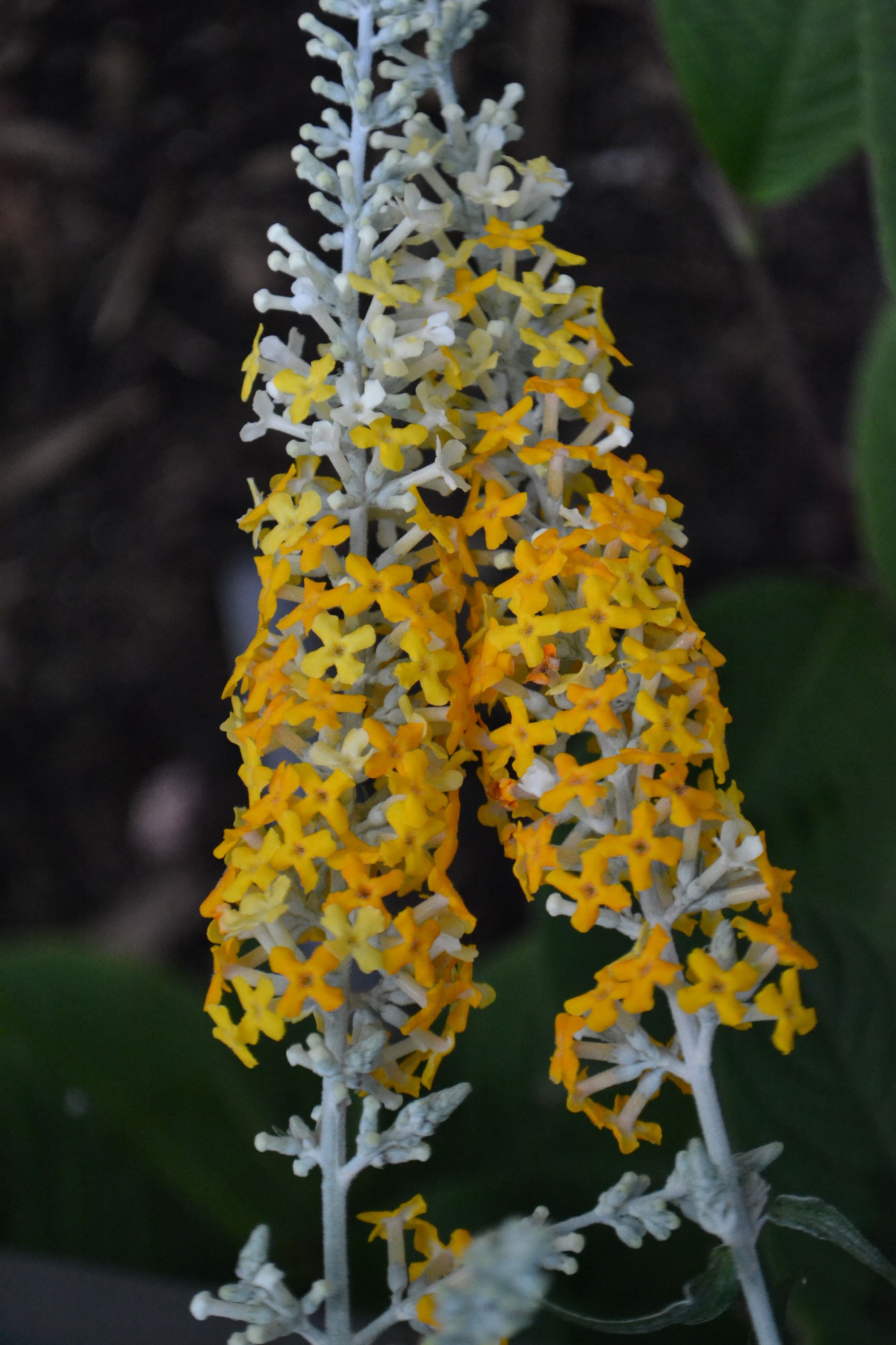 Madagaskarinė budlėja (Buddleja madagascariensis)