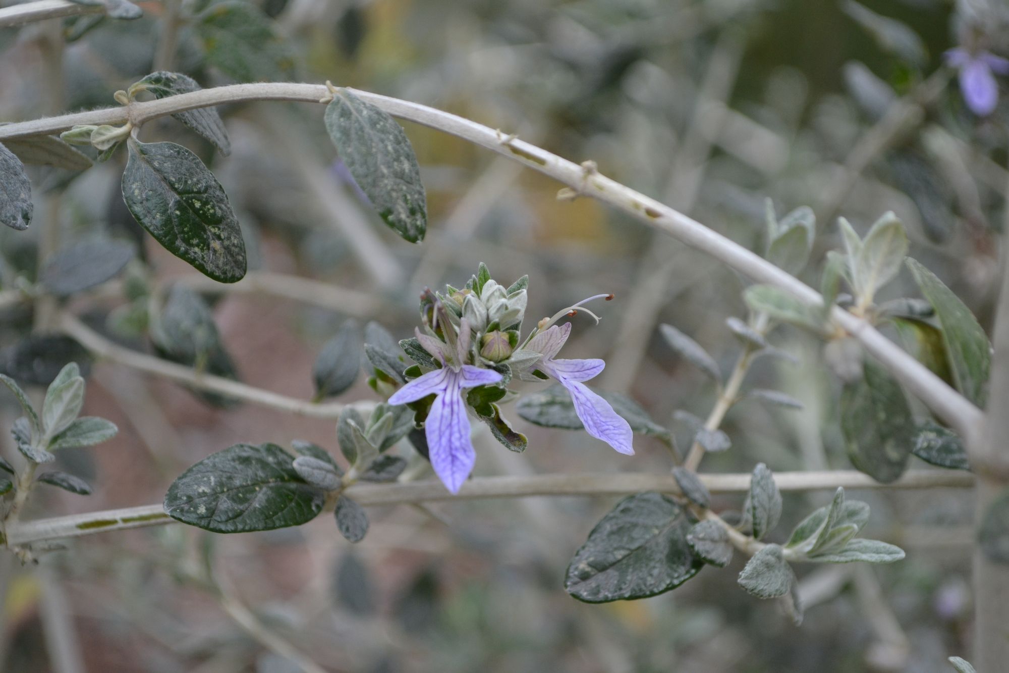 Krūminis bėrutis (Teucrium fruticans)