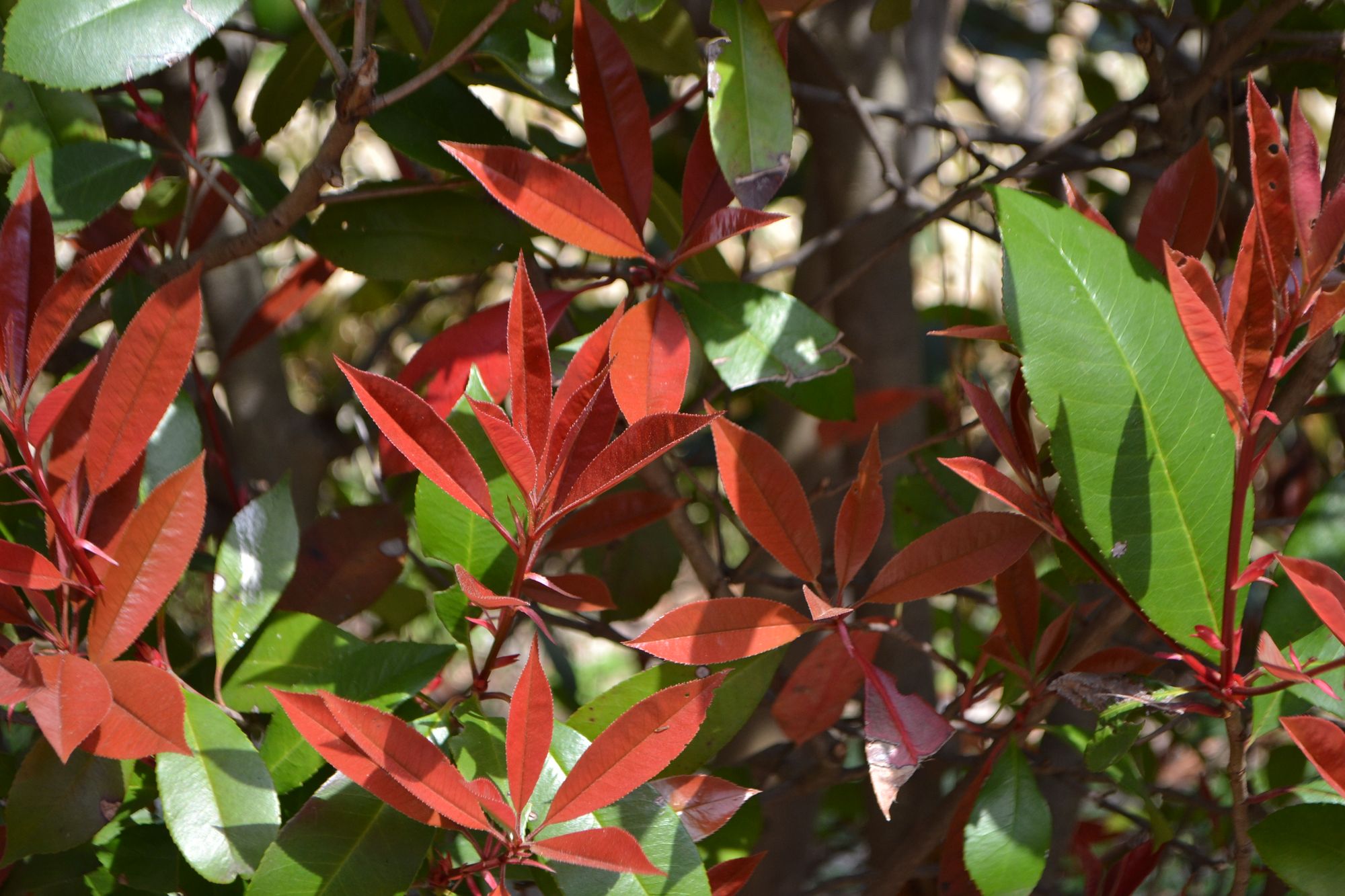 Puošnioji kvepenė, oranžinis varietetas (Osmanthus fragrans, var. aurantiacus)