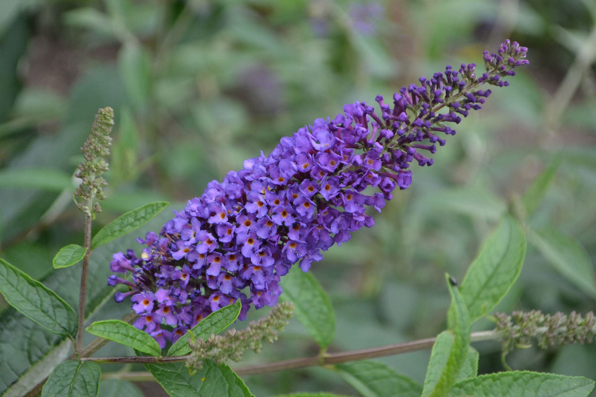 Davido budlėja 'Tutti Fruitti' (Buddleja davidii)