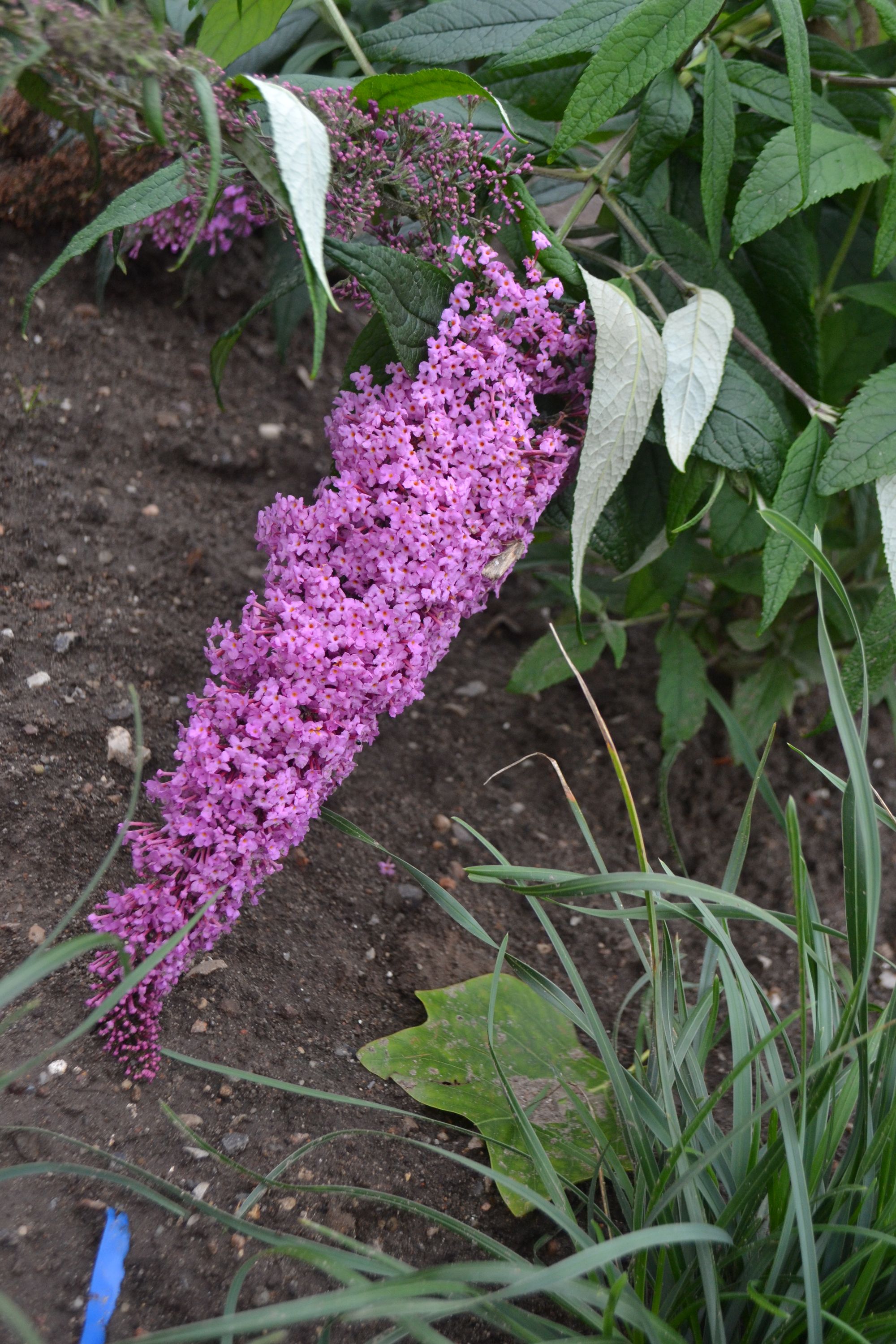 Davido budlėja 'Pink Delight' (Buddleja davidii)