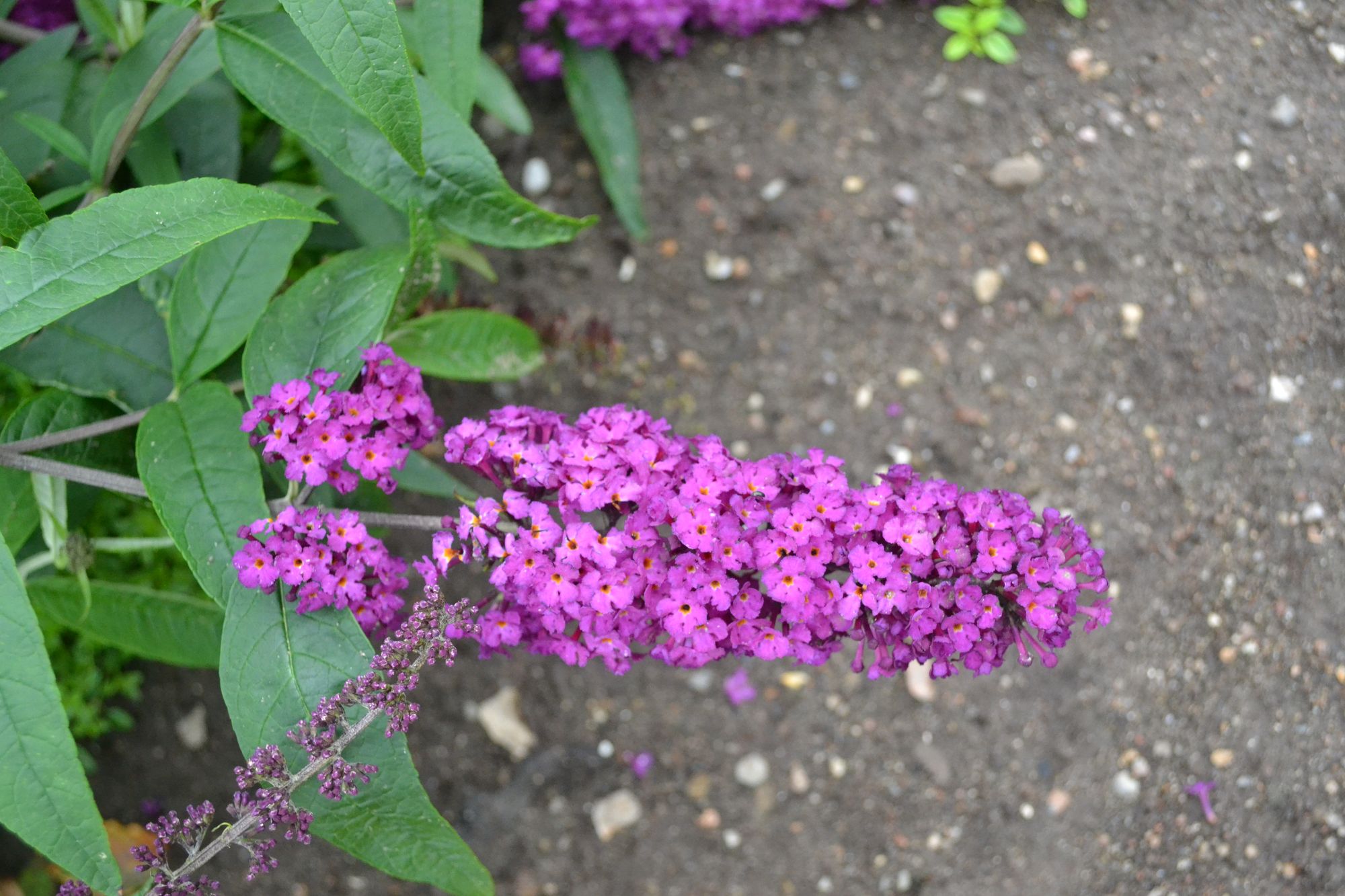 Davido budlėja 'Royal Red' (Buddleja davidii)