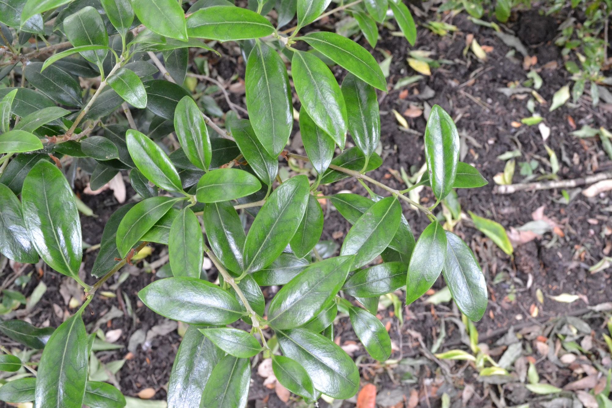 Dygioji kvepenė (Osmanthus armatus)