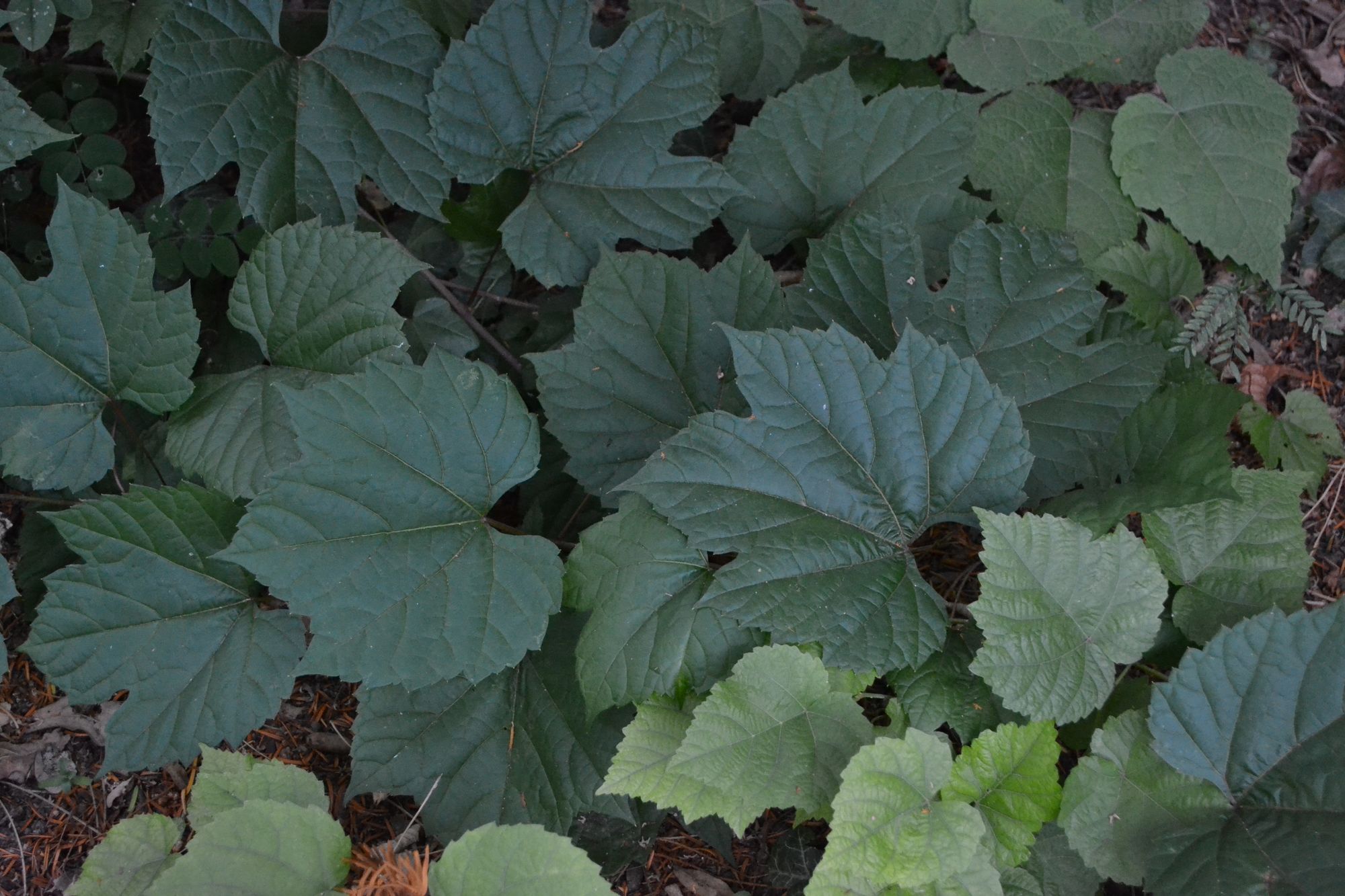 Krantinis vynmedis (Vitis riparia)