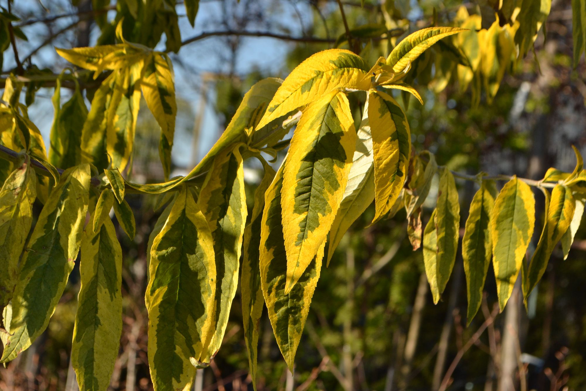Davido budlėja 'Santana' (Buddleja davidii)
