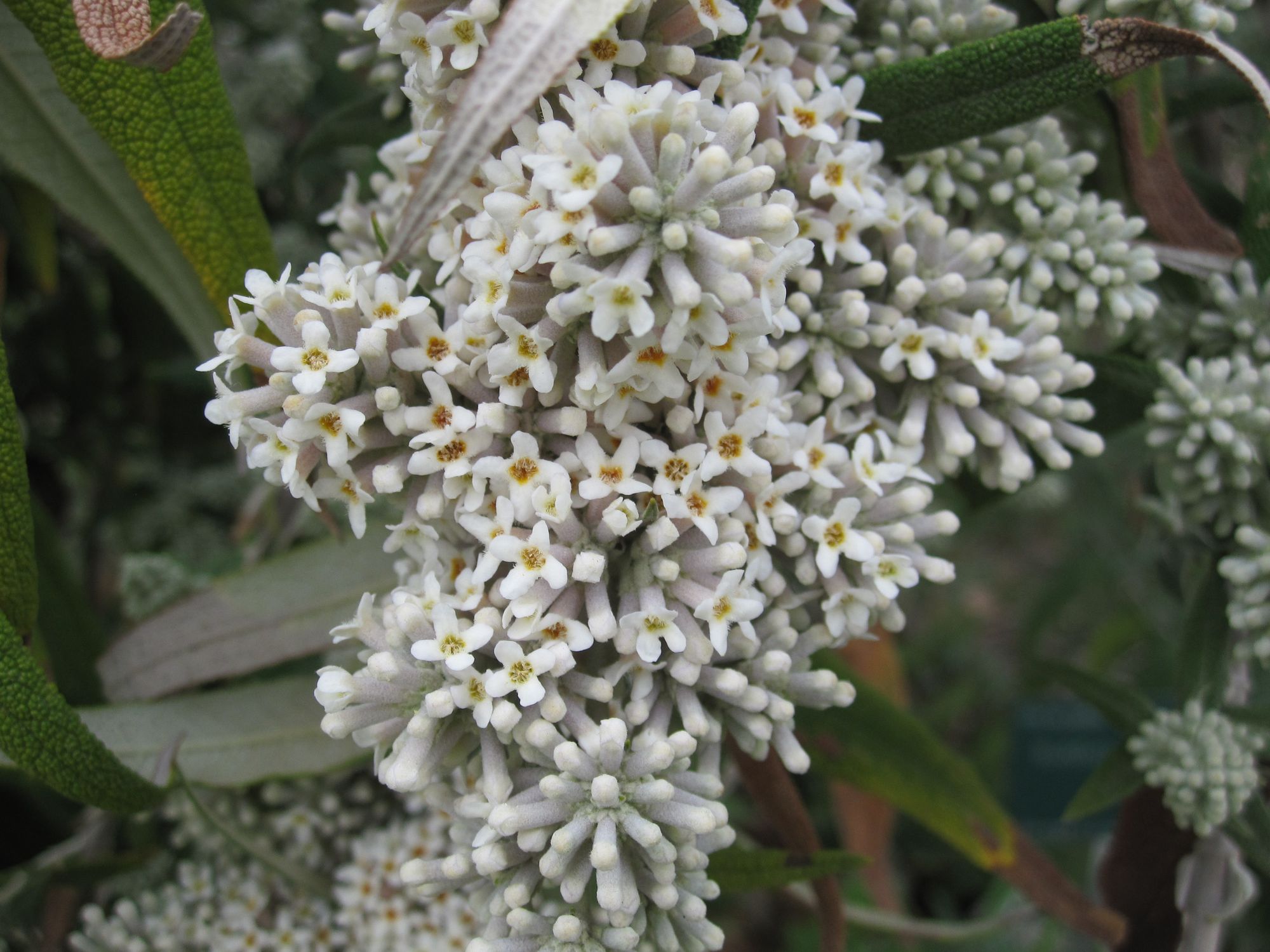 Šalavijinė budlėja (Buddleja salviifolia)