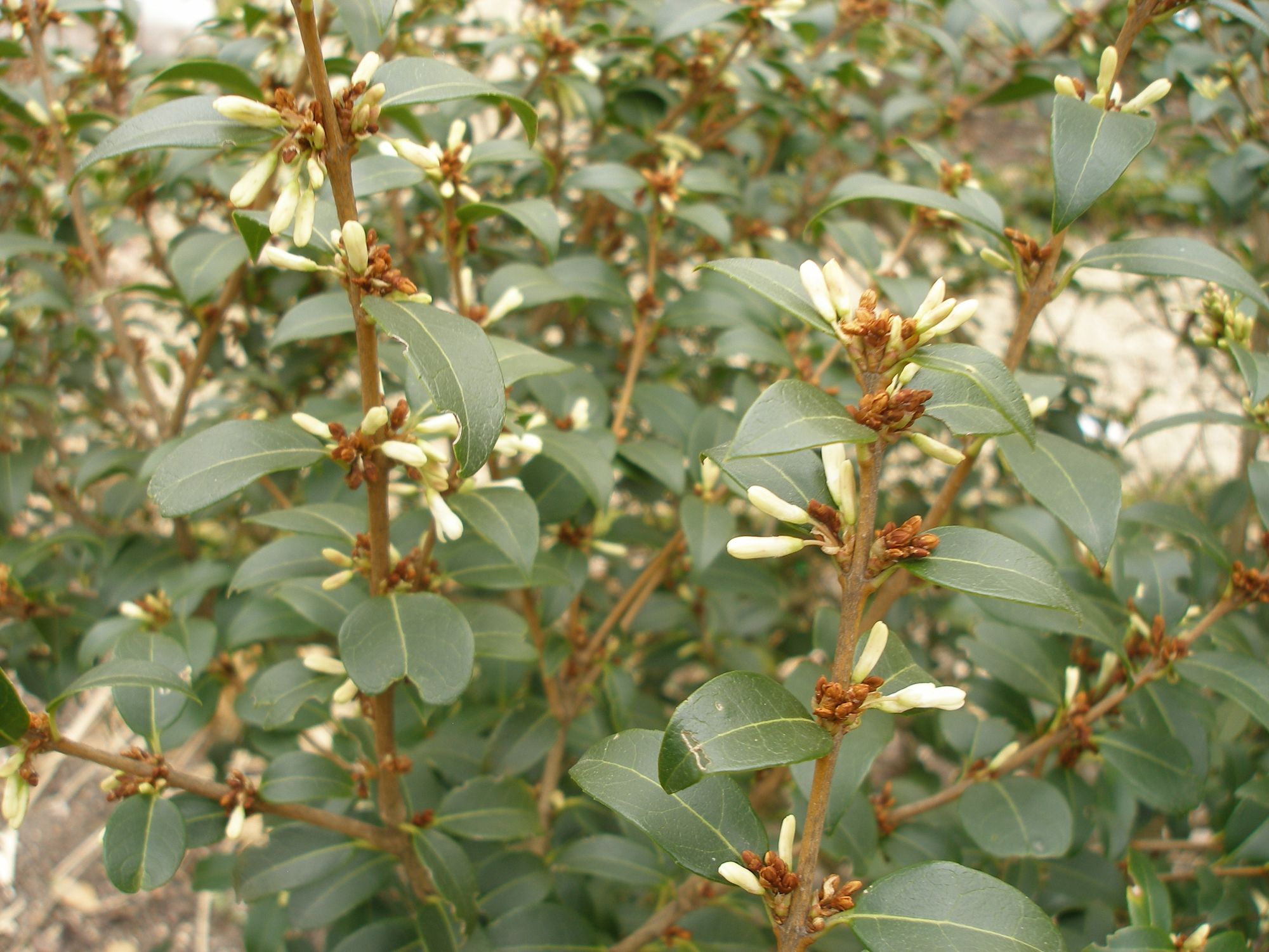 Gausiažiedė kvepenė (Osmanthus x burkwoodii)