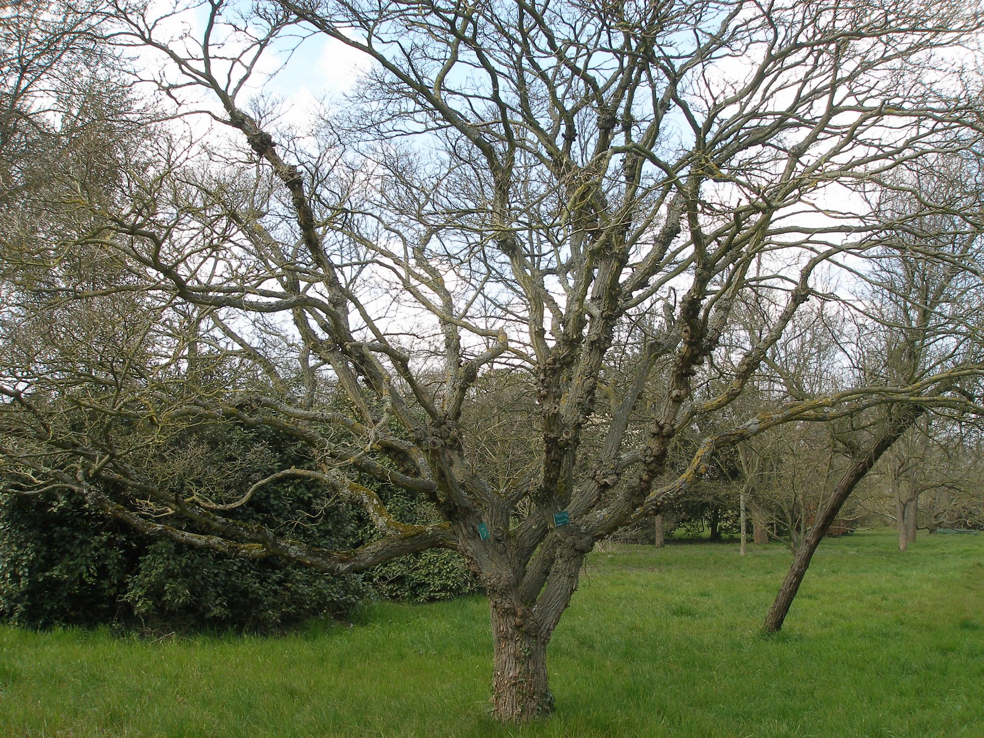Kininis sniegmedis (Chionanthus retusus)
