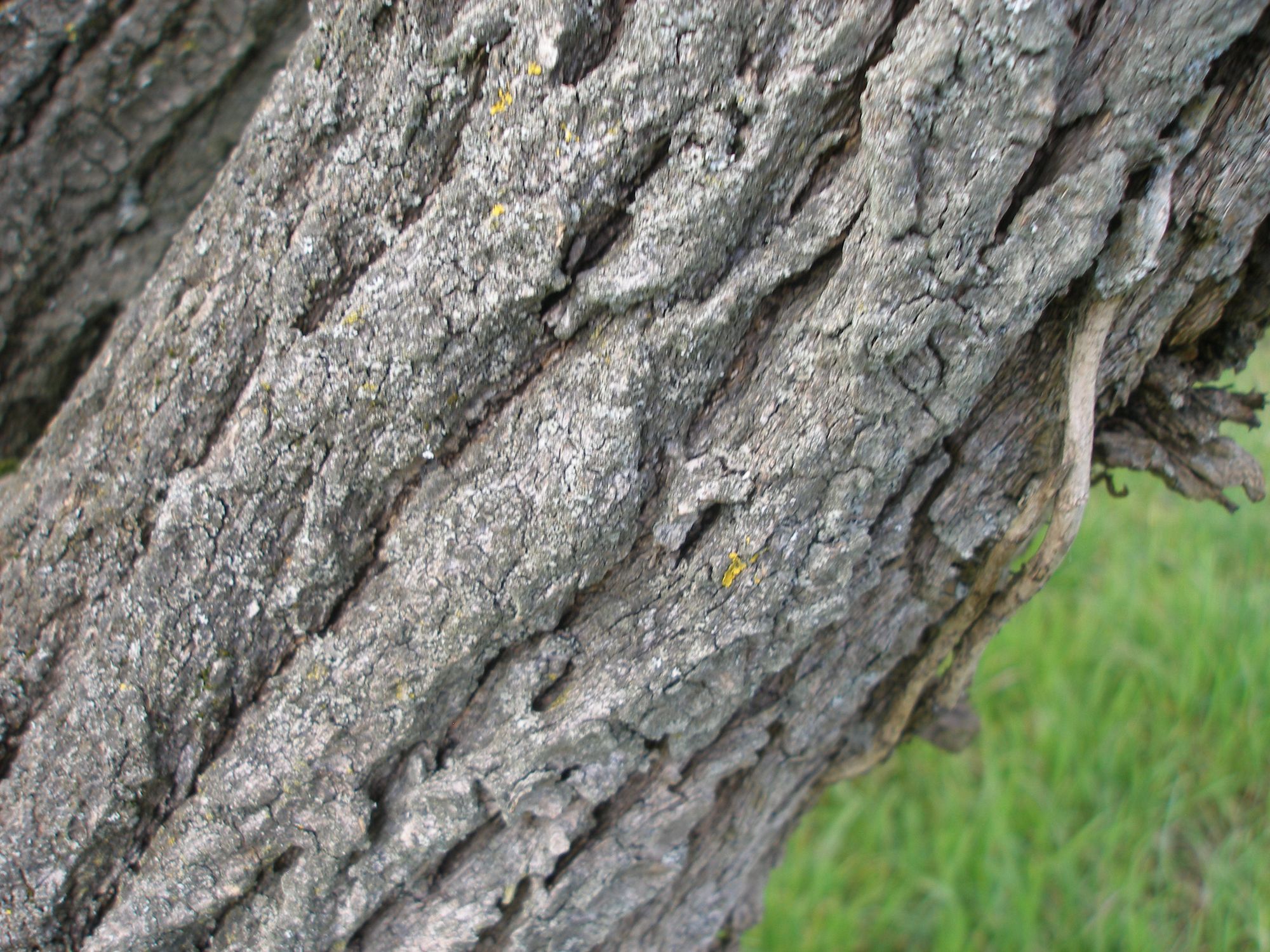 Kininis sniegmedis (Chionanthus retusus)