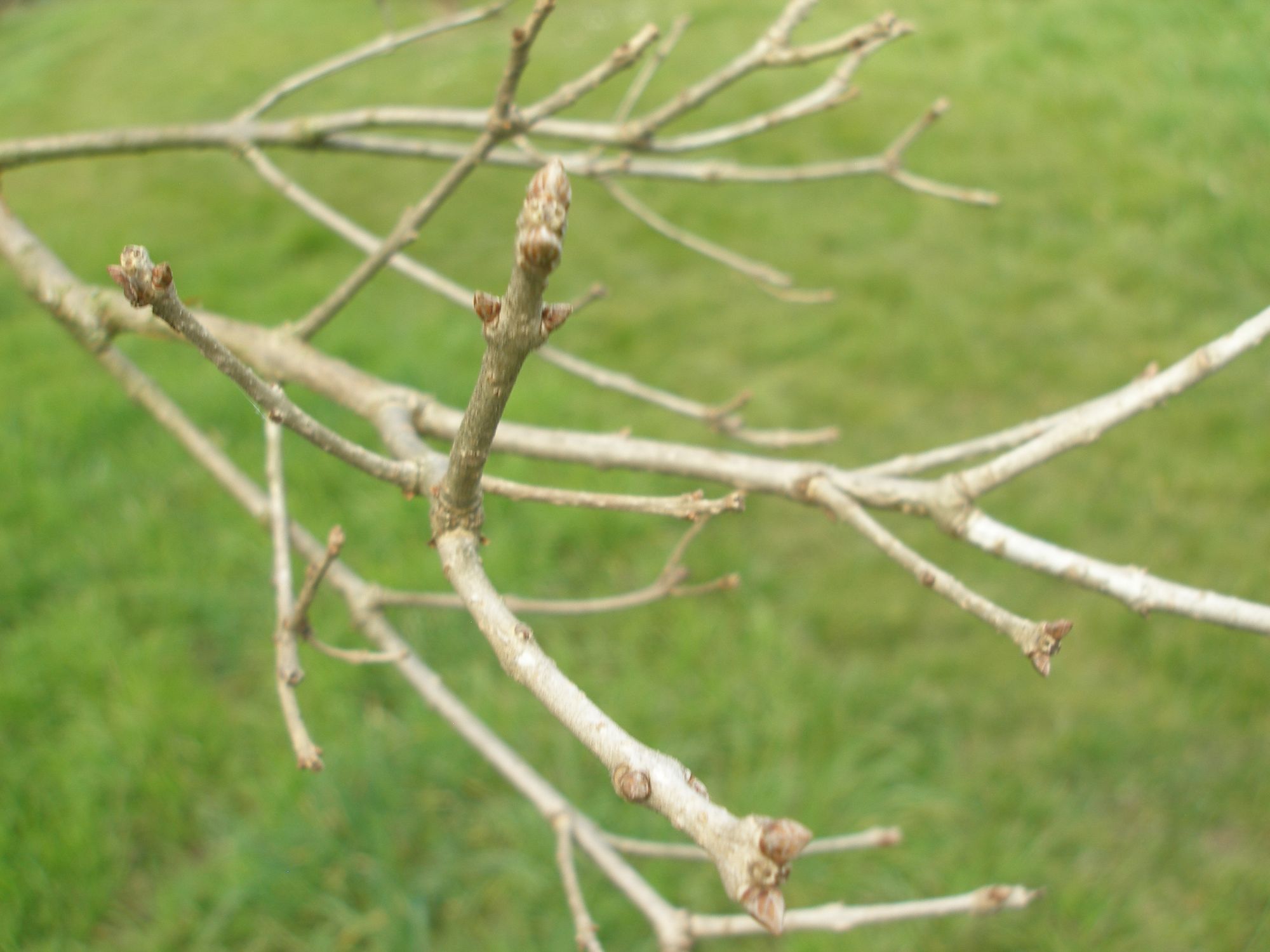 Kininis sniegmedis (Chionanthus retusus)