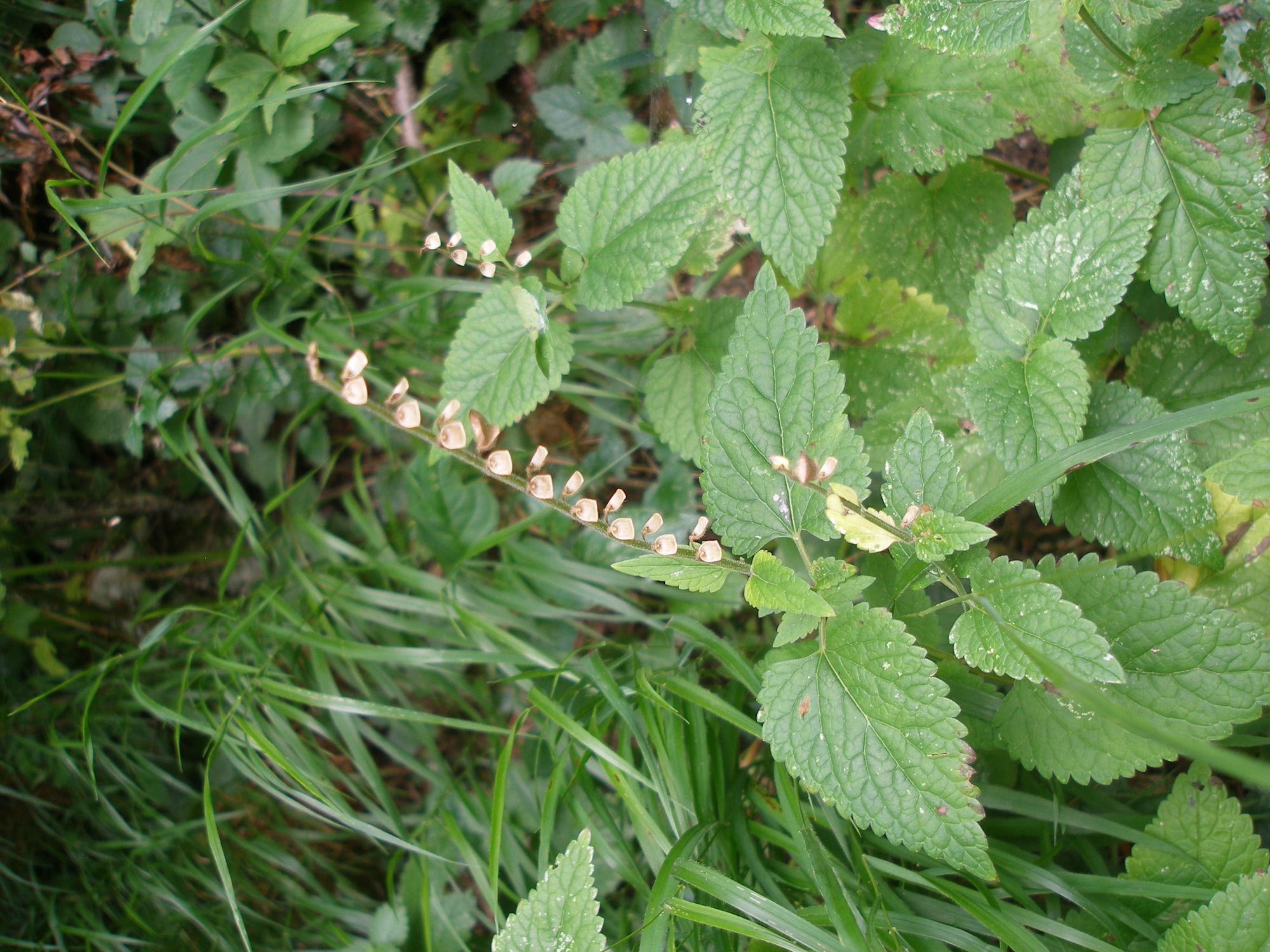 Aukštoji kalpokė (Scutellaria altissima)