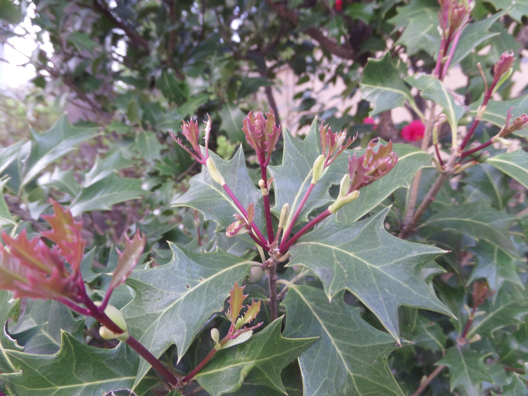 Bugieninė kvepenė (Osmanthus heterophyllus)
